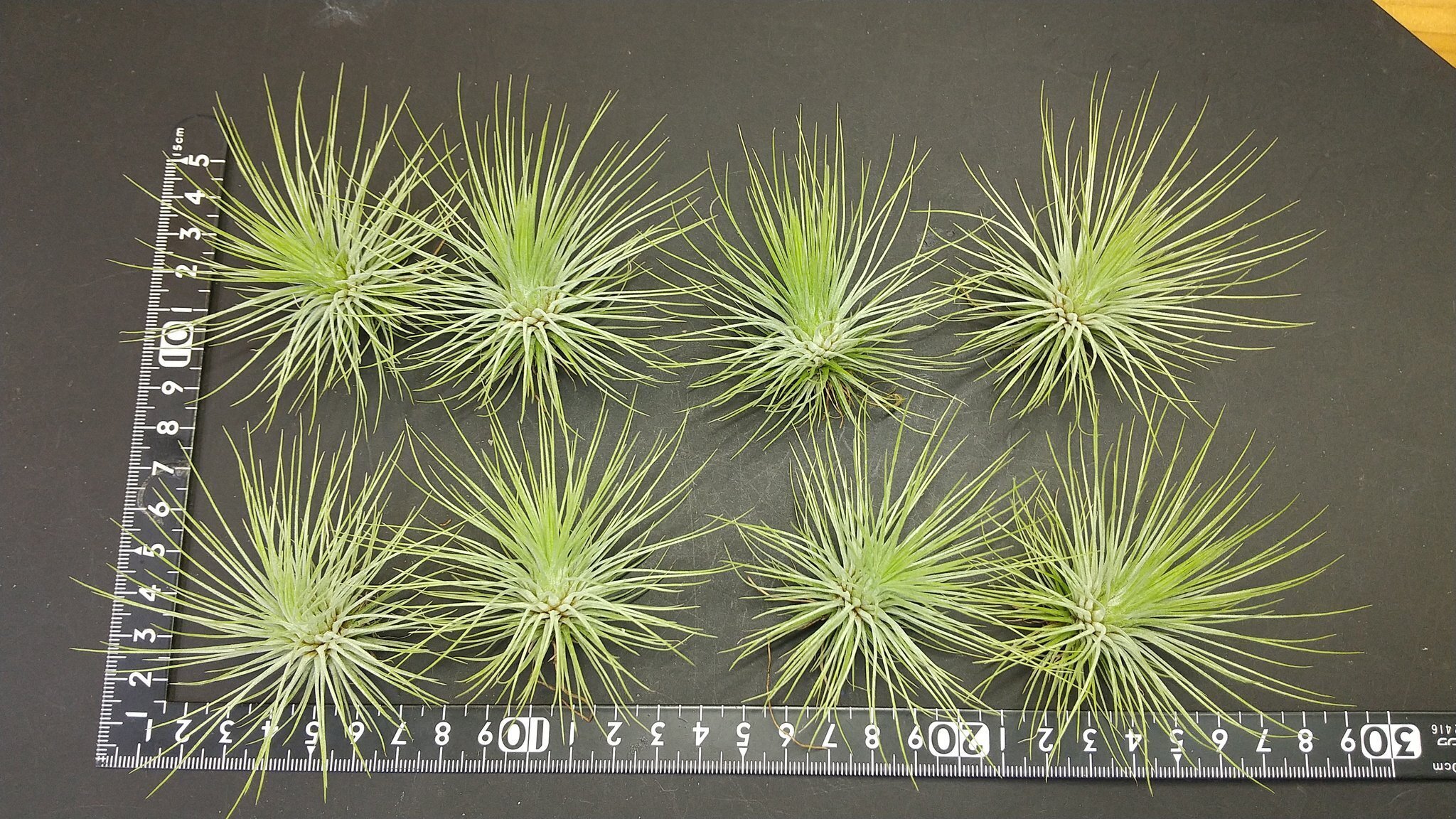 チランジア入荷リスト5/31｜NatureGarden🌿神田