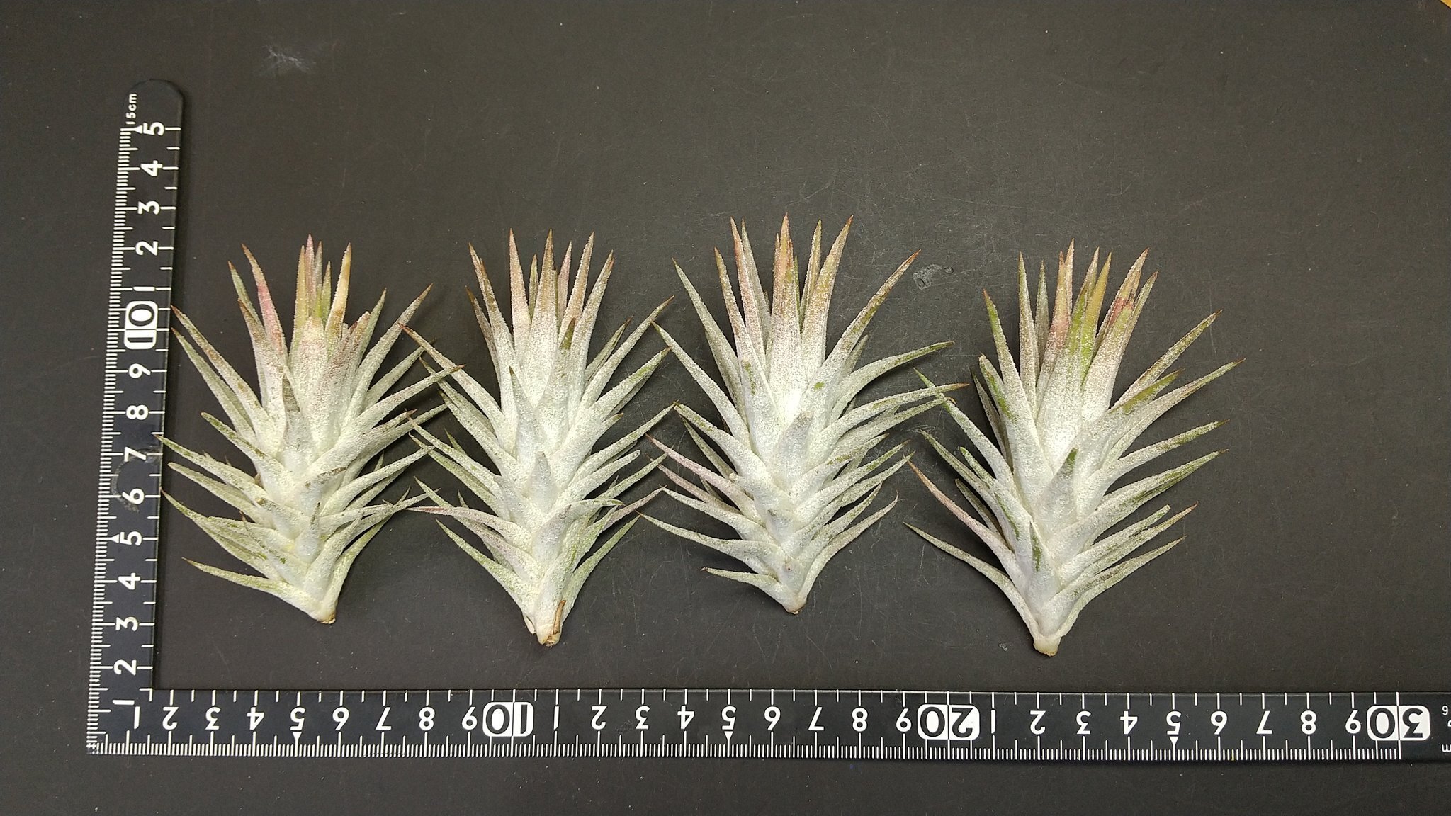 チランジア入荷リスト5/31｜NatureGarden🌿神田