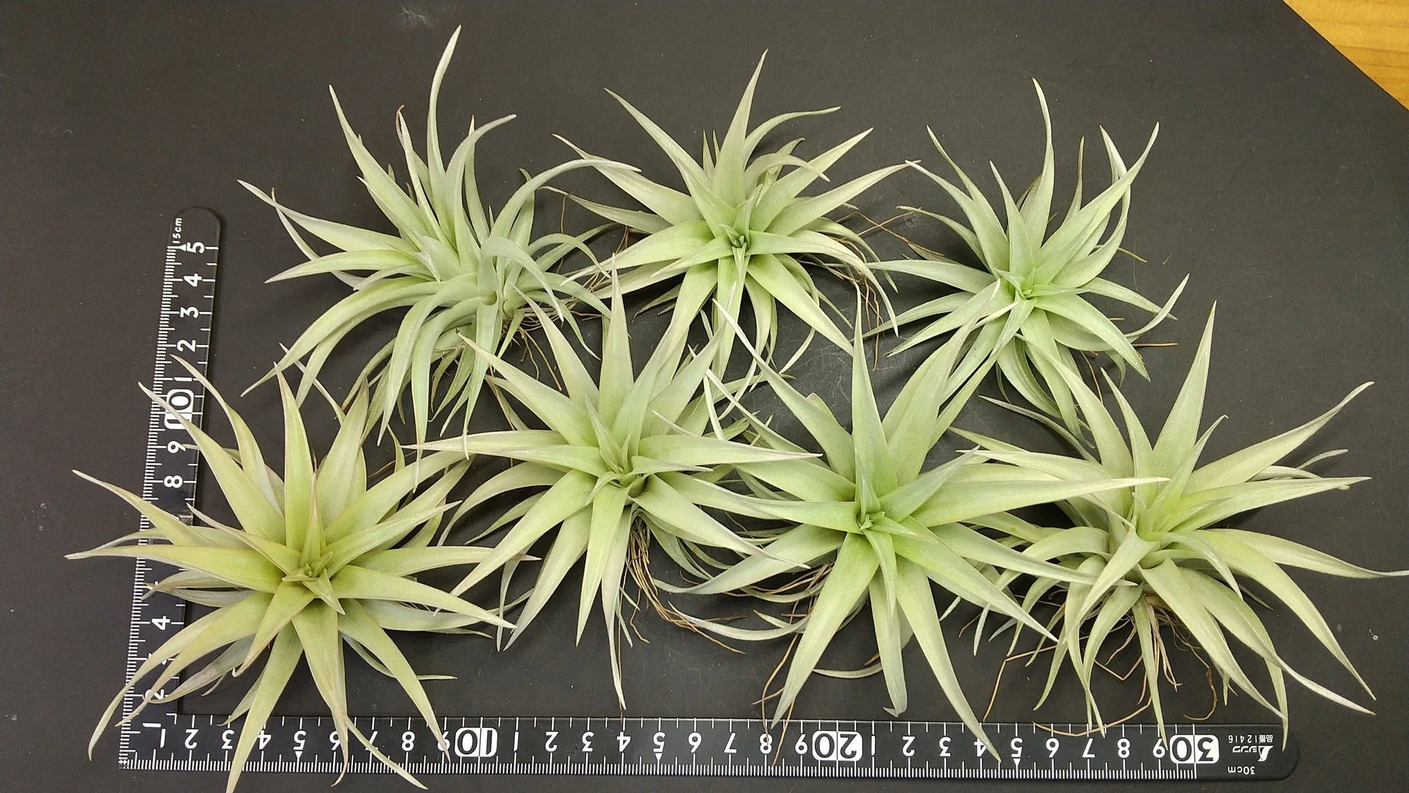 チランジア入荷リスト5/31｜NatureGarden🌿神田
