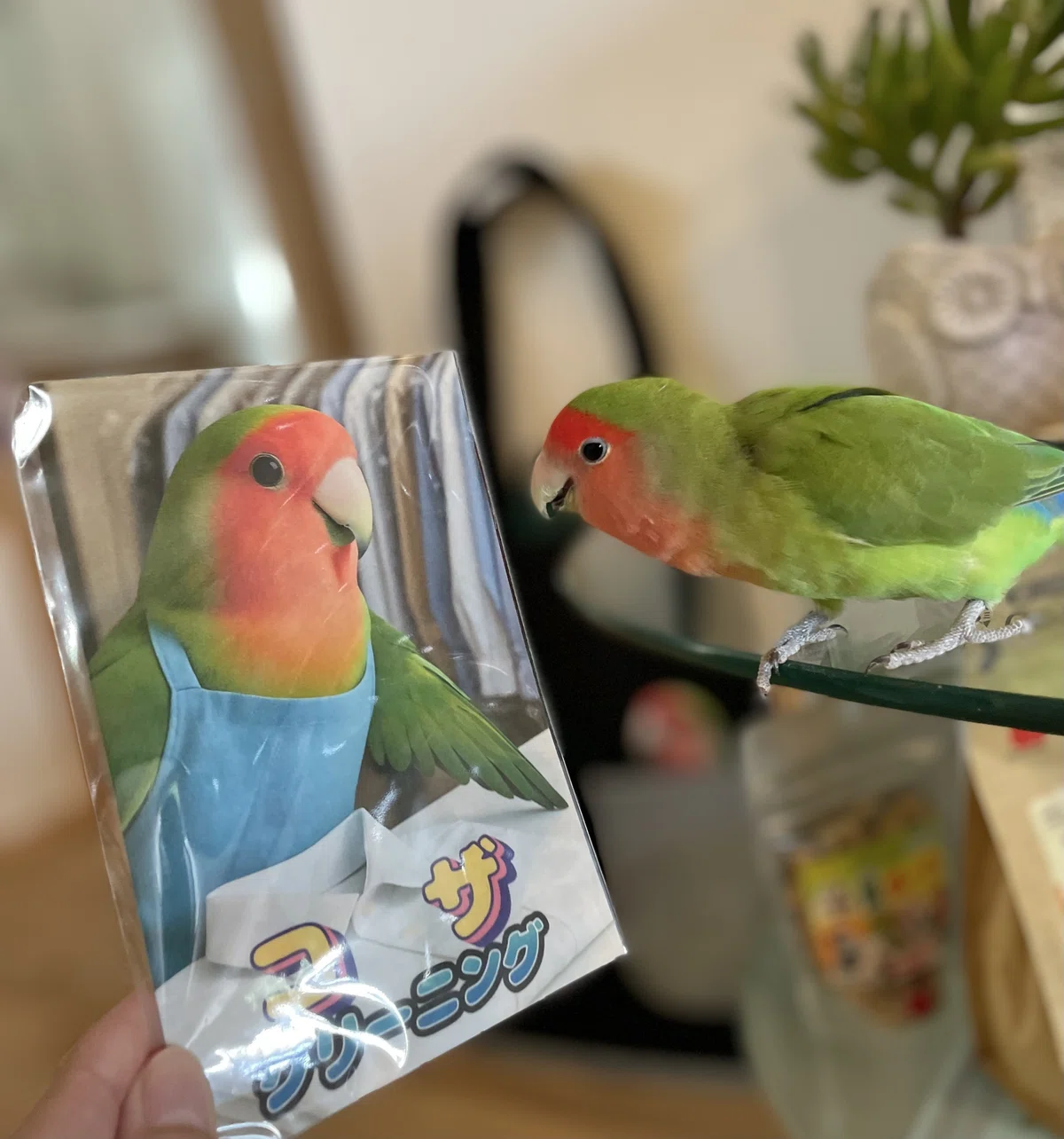 お土産のポストカードに興味津々