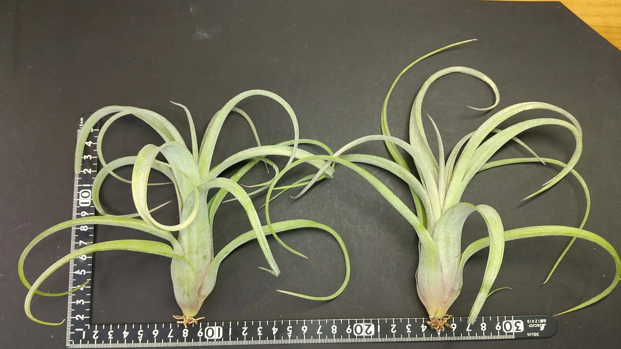 チランジア入荷リスト5/31｜NatureGarden🌿神田