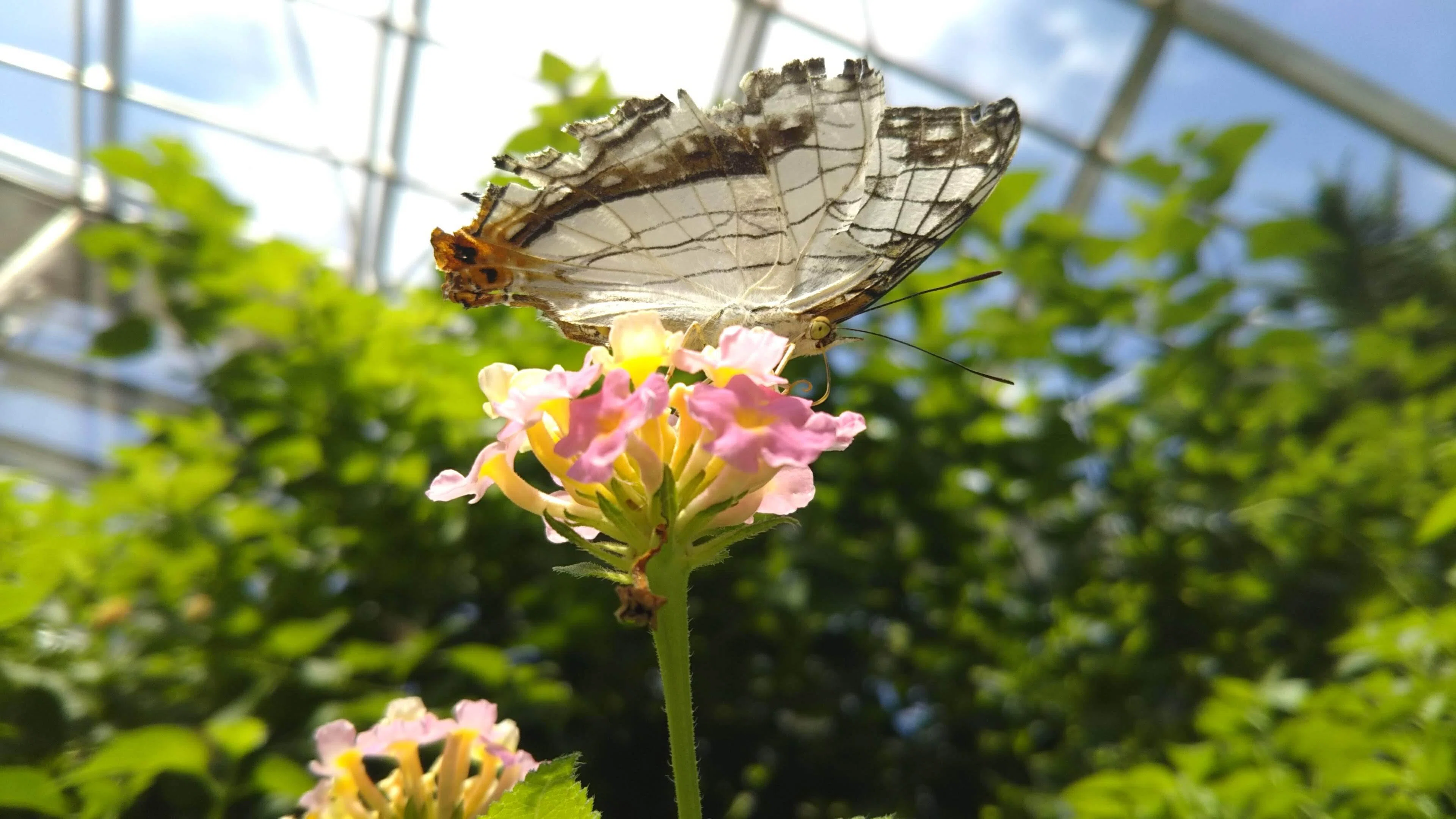 蝶と回文：イシガケチョウ｜ぱぴりお(虫と回文)