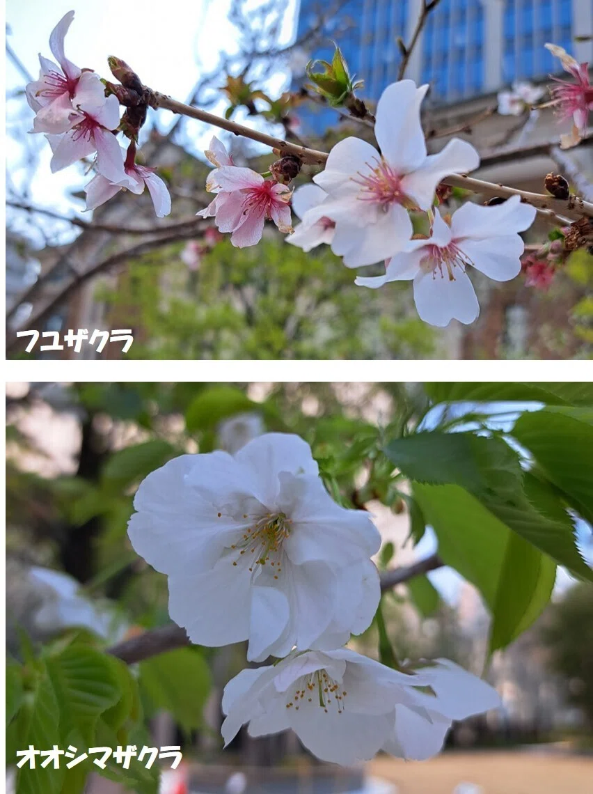 2025桜スケッチ＞九段ひろば：九段会館玄関前の桜｜わたなべ・えいいち