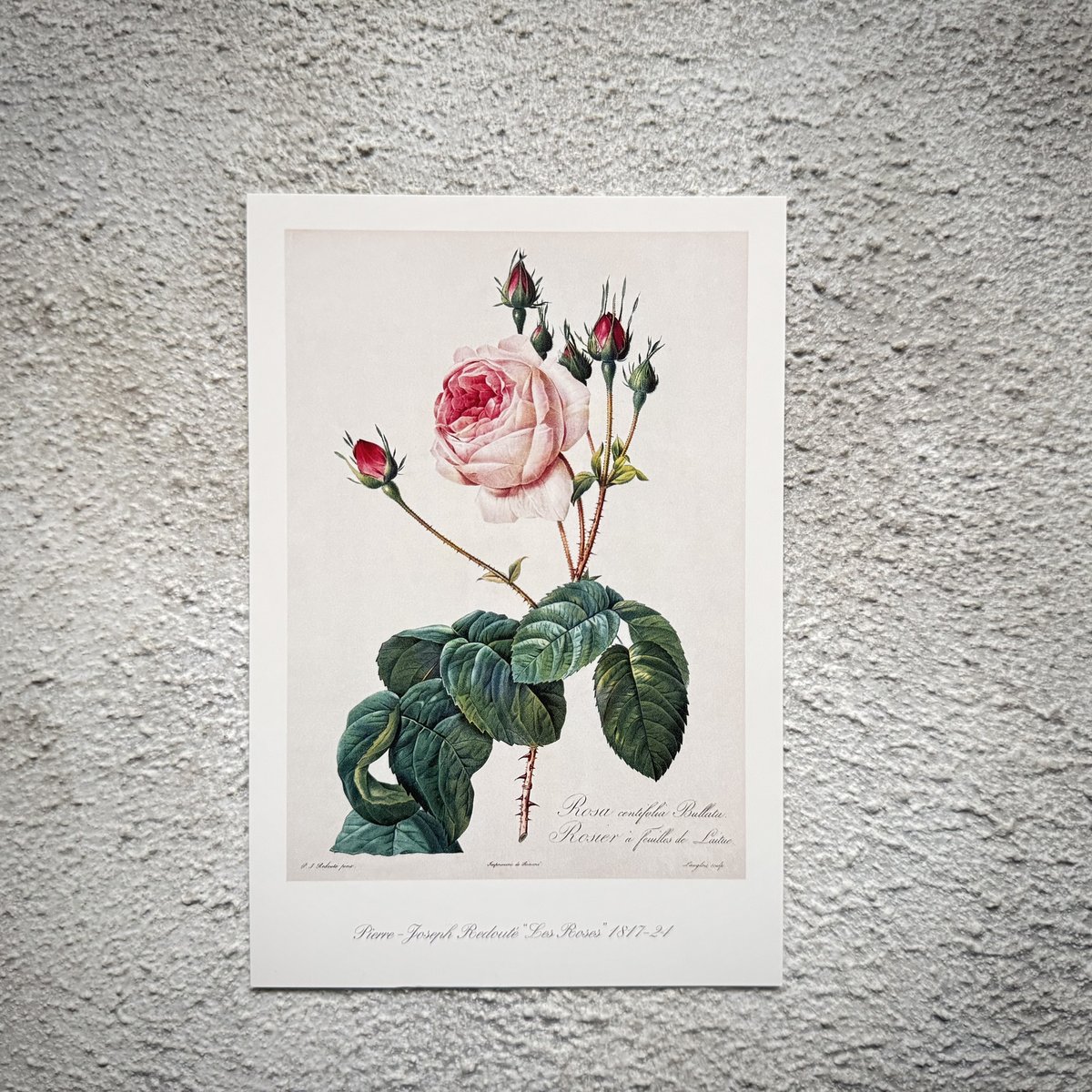 バラ図鑑007 ロサ・ケンティフォリア・ブラータのハガキ