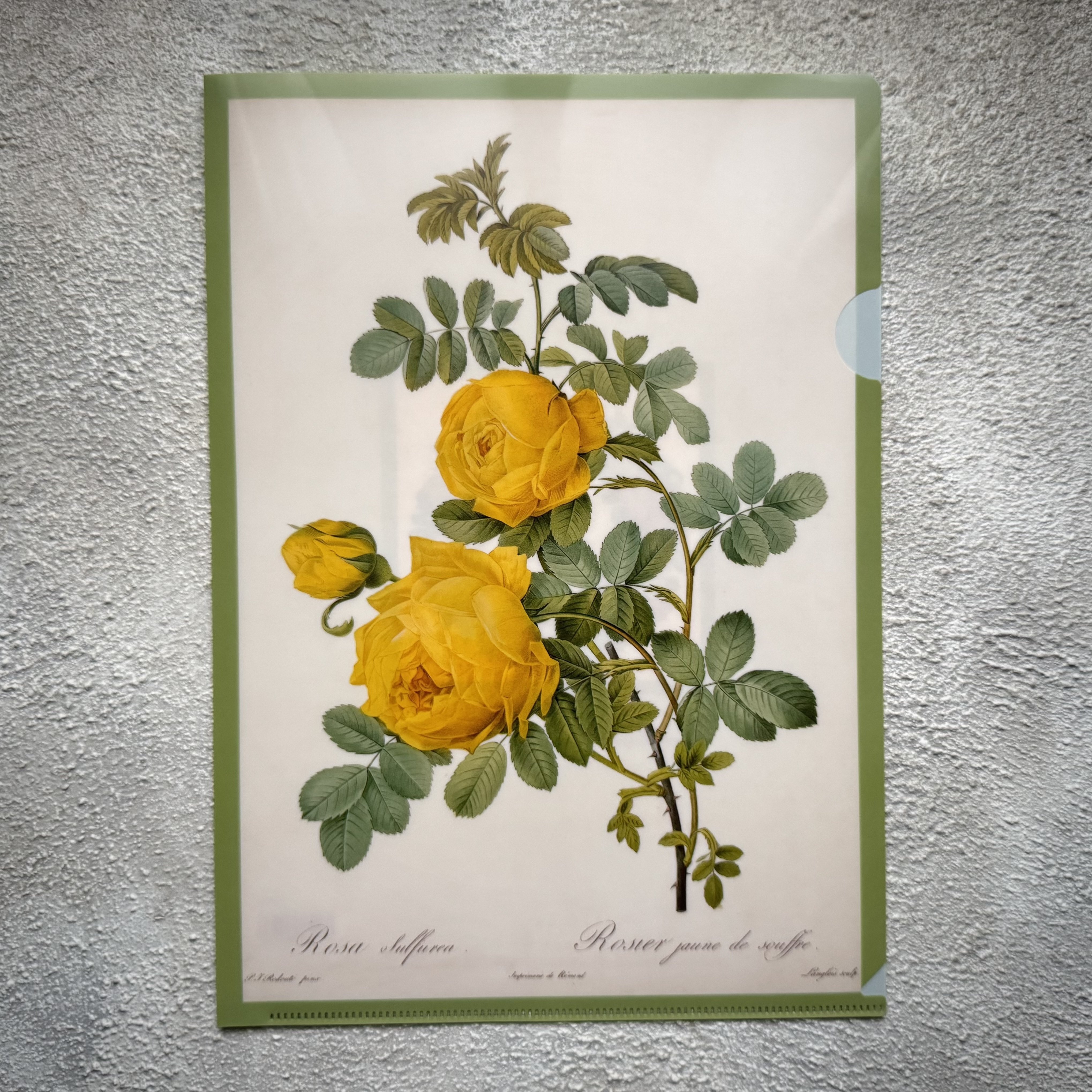 ボタニカルアート『ルドゥーテ展』 | Erinki Photo journal (エリンキ