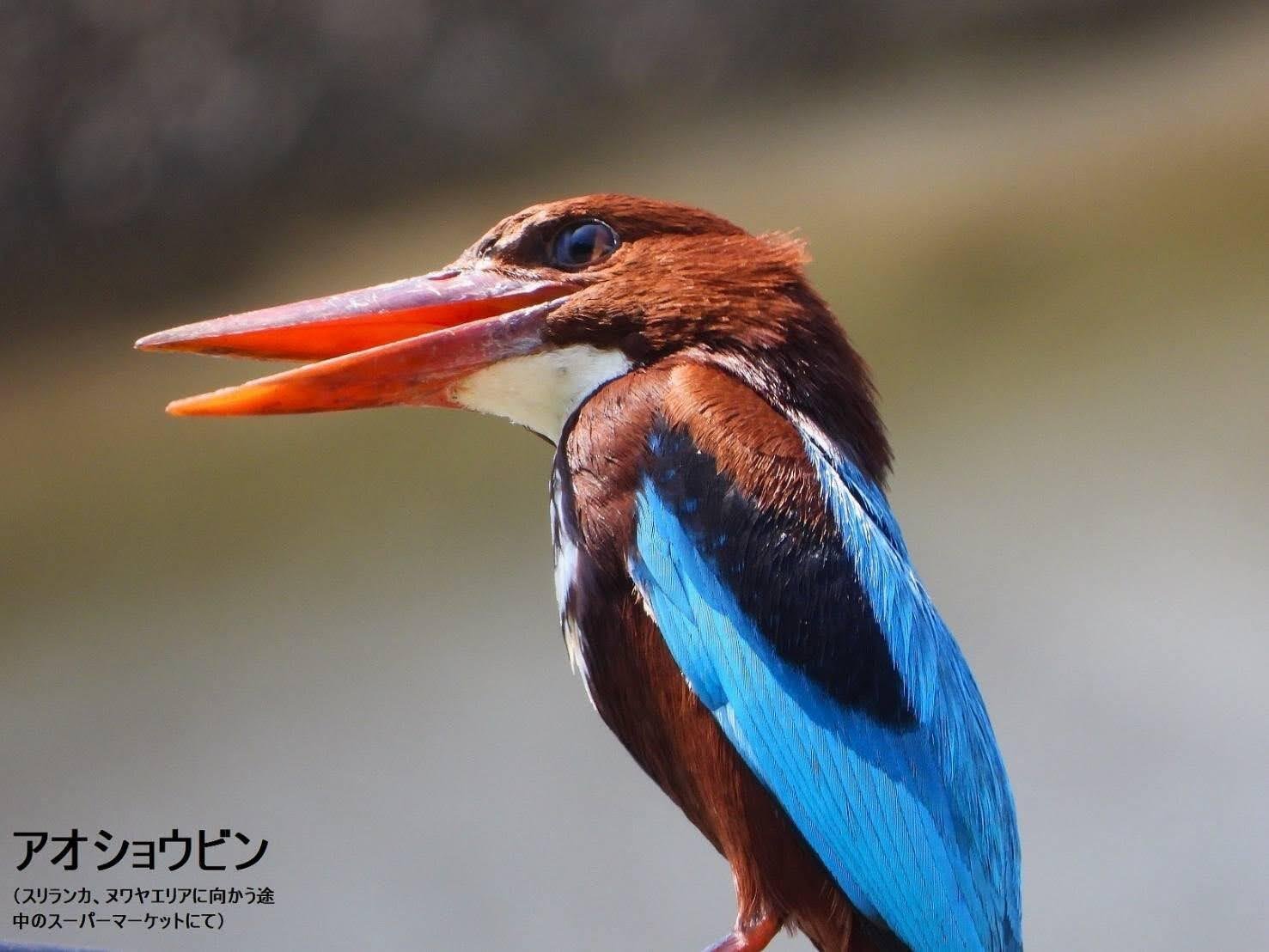 野鳥 鳥の羽根 アオショウビンの羽根 野鳥 鳥の羽根 アオショウビンの羽根