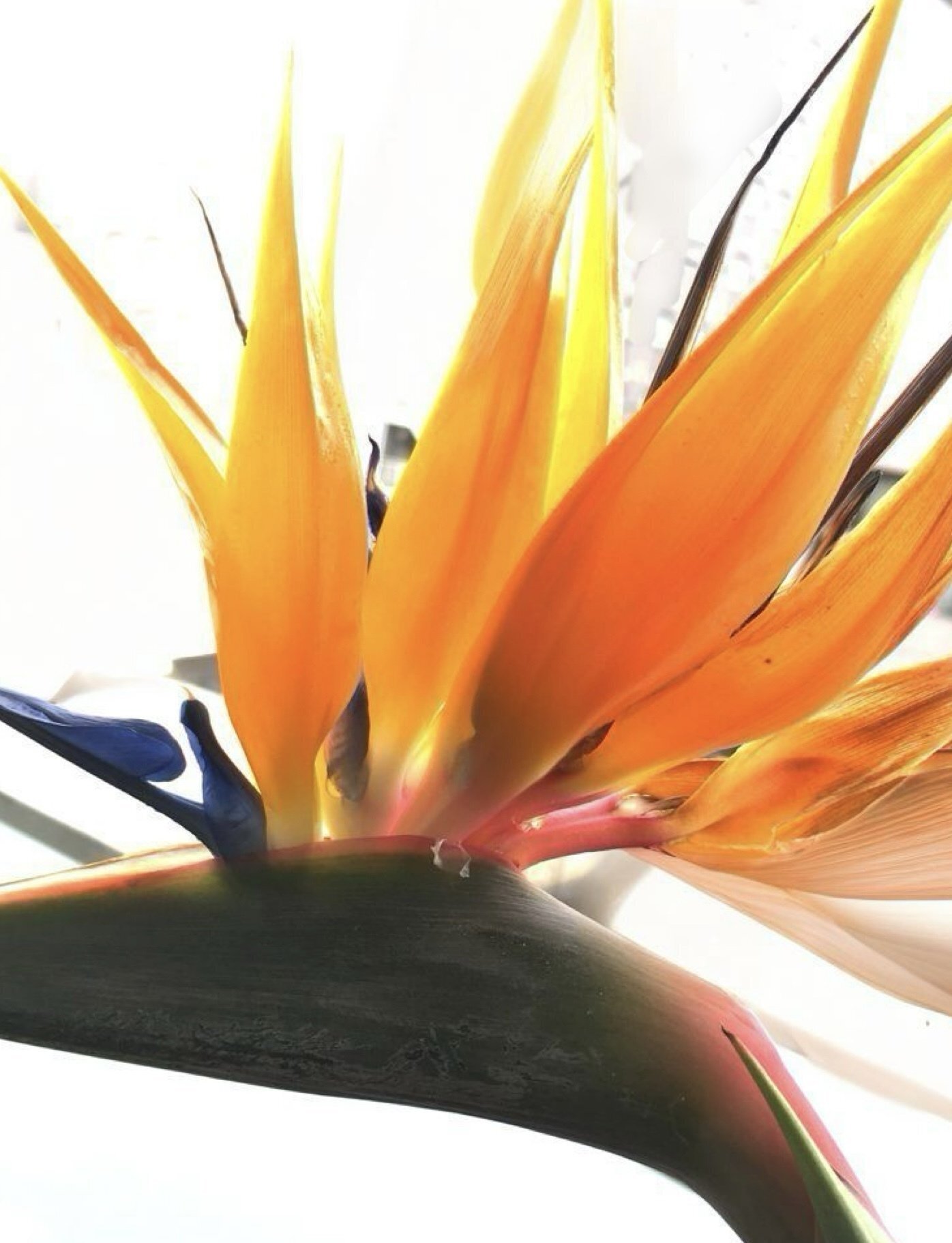 ストレリチア レギネ 〜 極楽鳥花 10｜Strelitzia