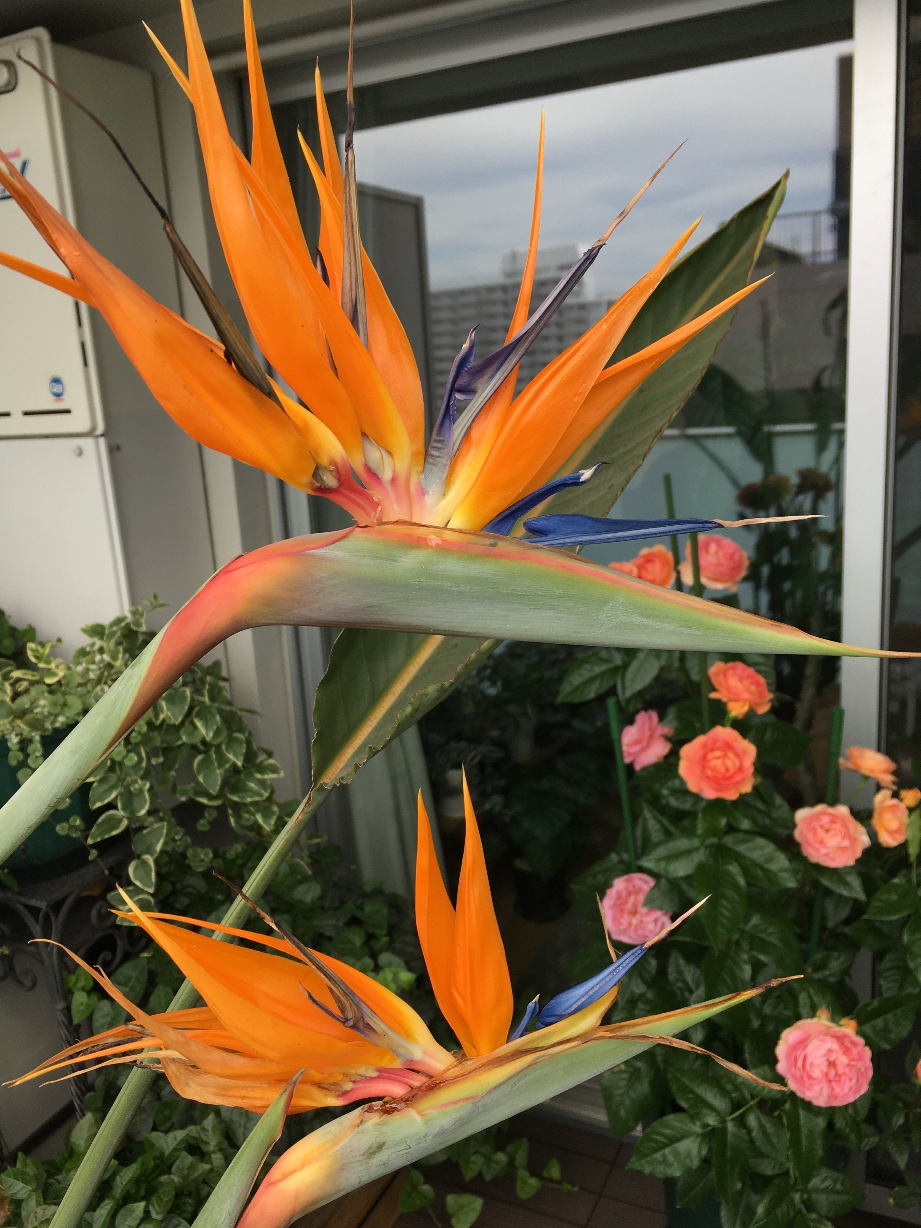 オレンジプリンス　特別優良株　レギネー　ストレリチア　極楽鳥花 ストレリチア オレンジプリンス レギネー 極楽鳥花