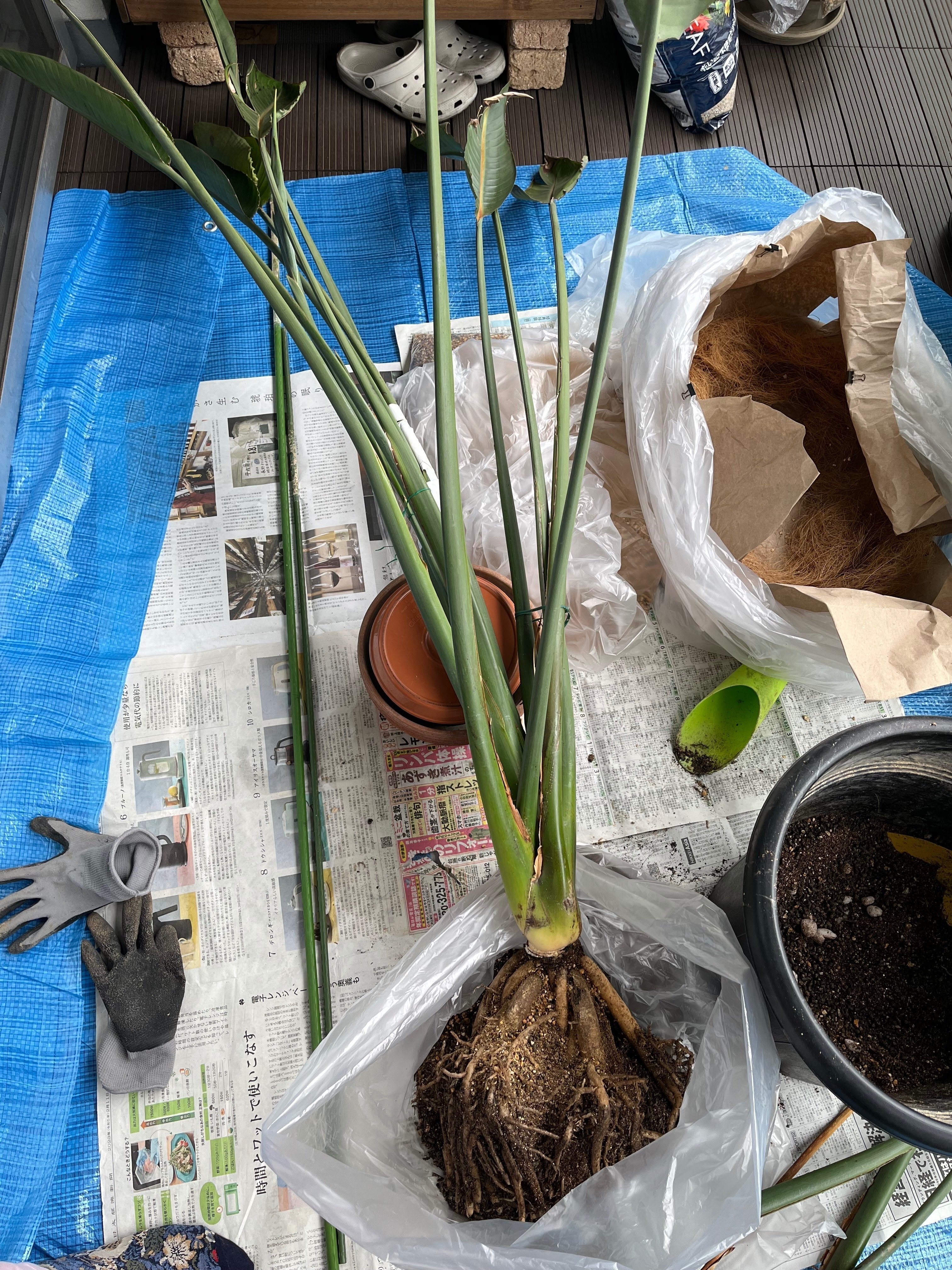 ストレリチア レギネ 〜 極楽鳥花 10｜Strelitzia