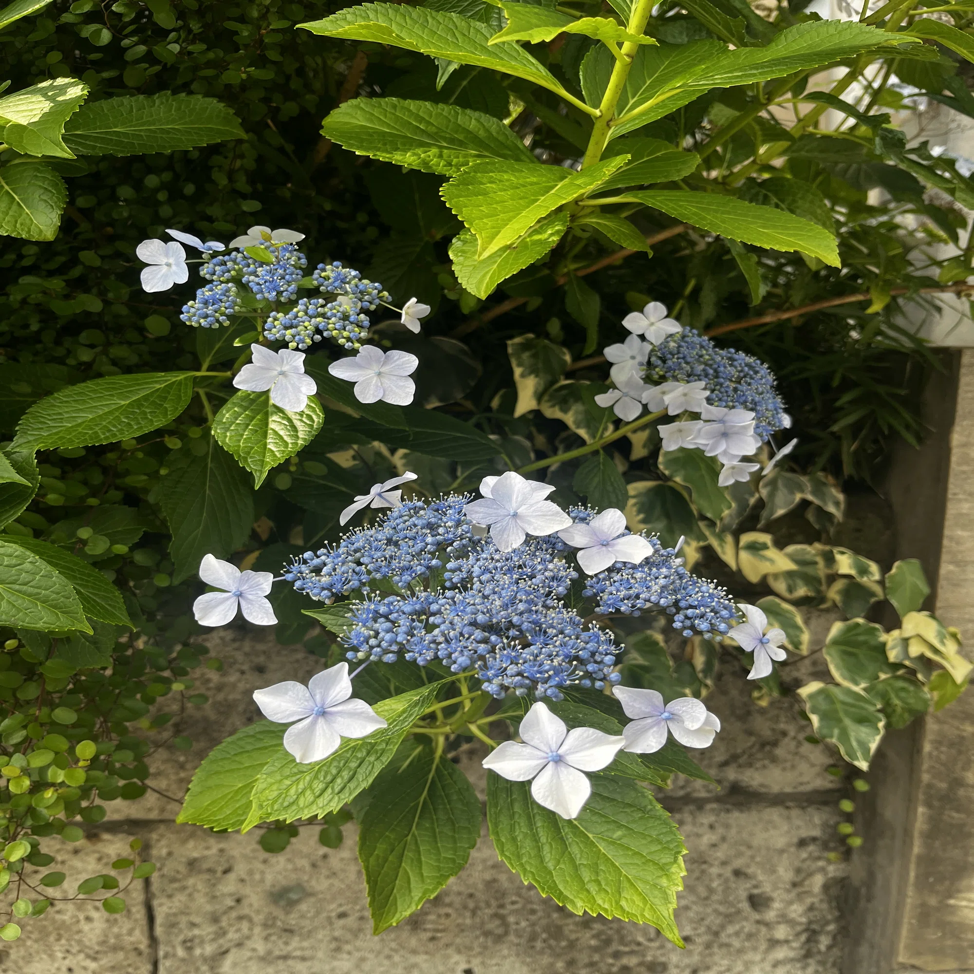 ◆オーダー用◆ ダイカット 大きめの紫陽花 梅雨 43 梅雨はご褒美 大岡山紫陽花マップ｜おおお知るまちプロジェクト