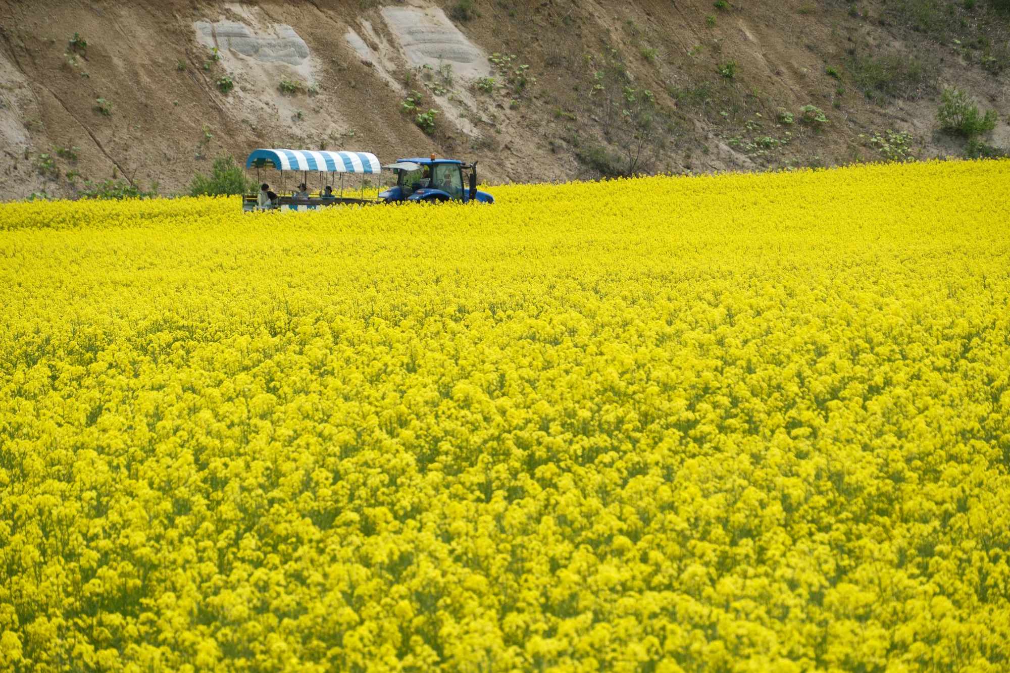 FUJIFILM X-T5】【撮影術】菜の花畑と”前ボケの効果”についての考察｜No.54