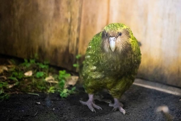 カカポのぬいぐるみ(有翼・自立可動式・鳴き声仕掛け) カカポのぬいぐるみ(有翼・自立可動式・鳴き声仕掛け)