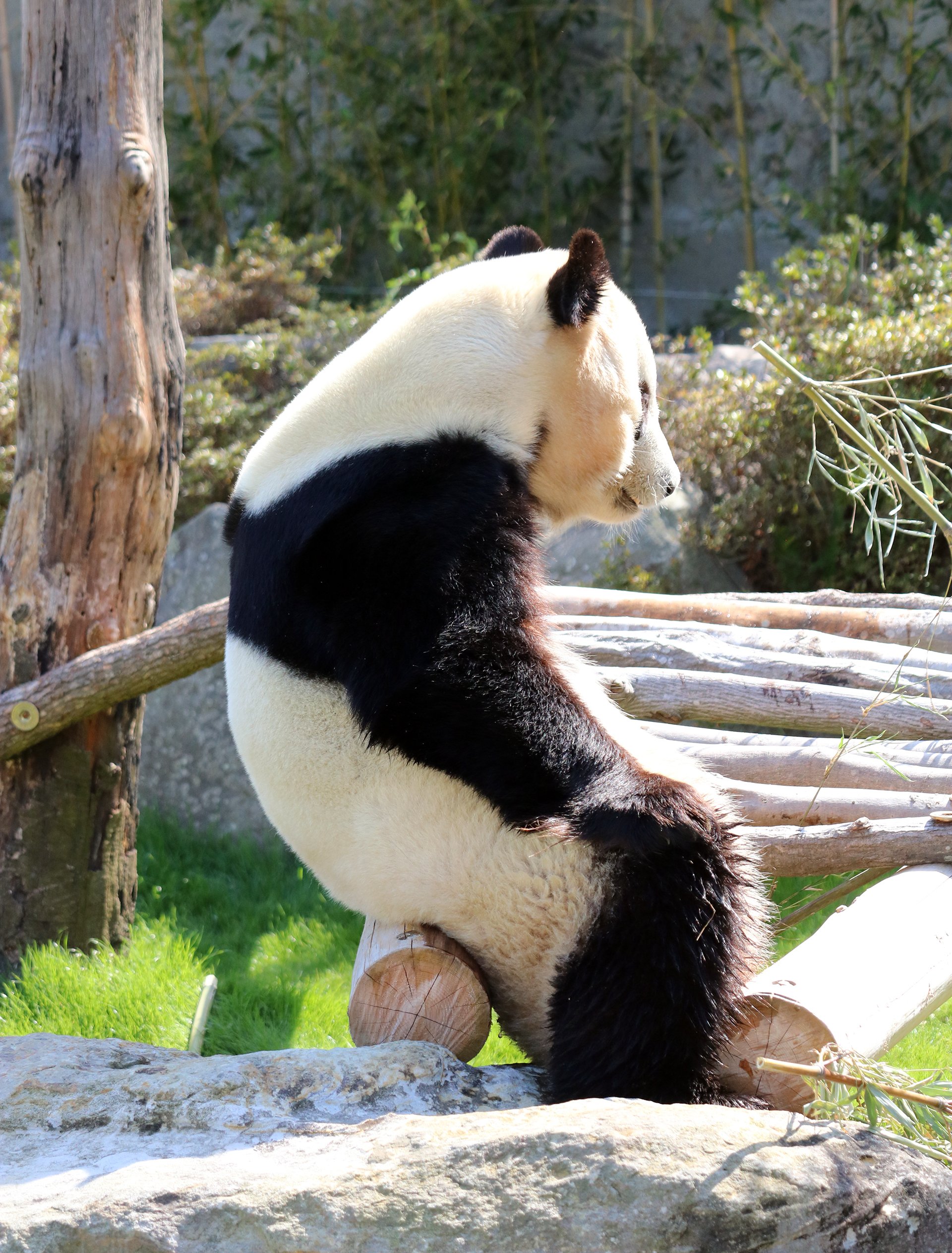 読売旅行ツアーで、こんな話をします｜二木繁美／パンダライター