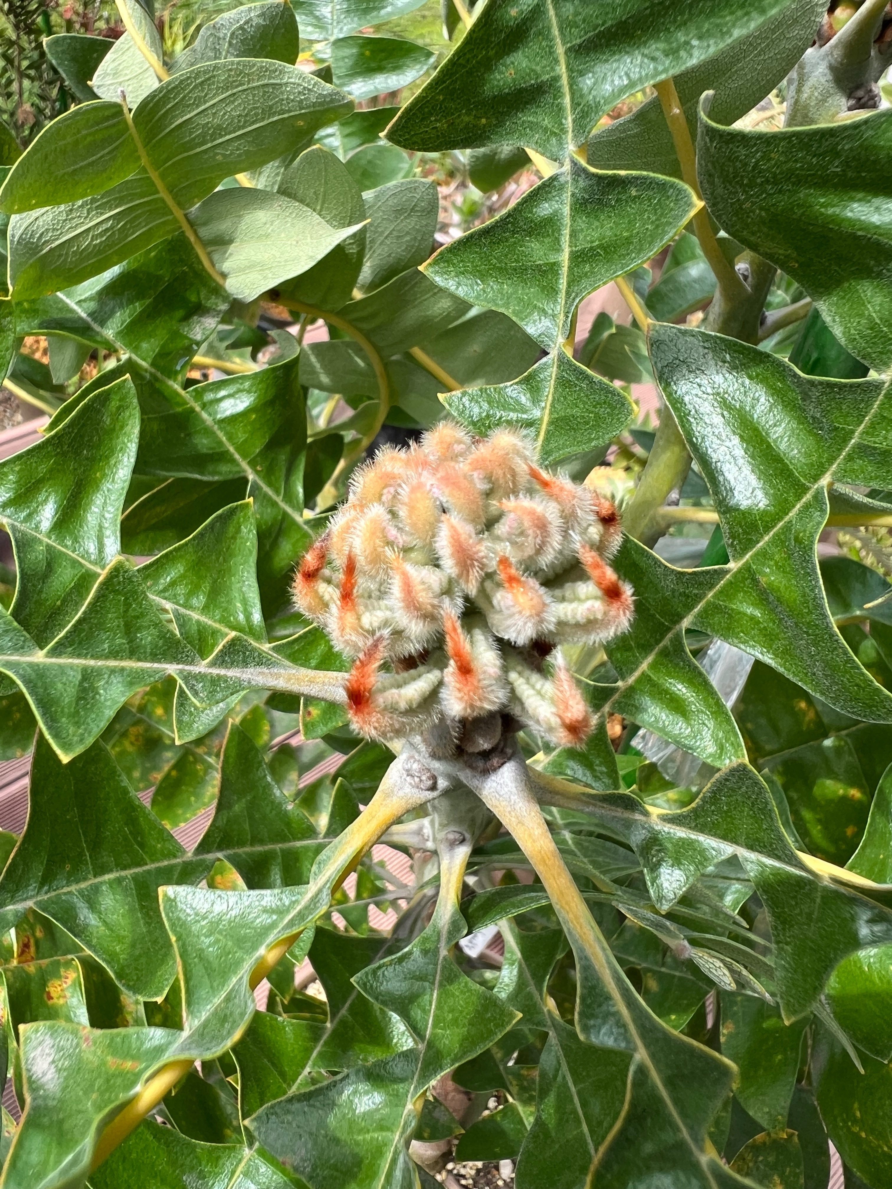 今日のオージー｜ちょっとイカついバンクシア・グランディス｜ジョセ