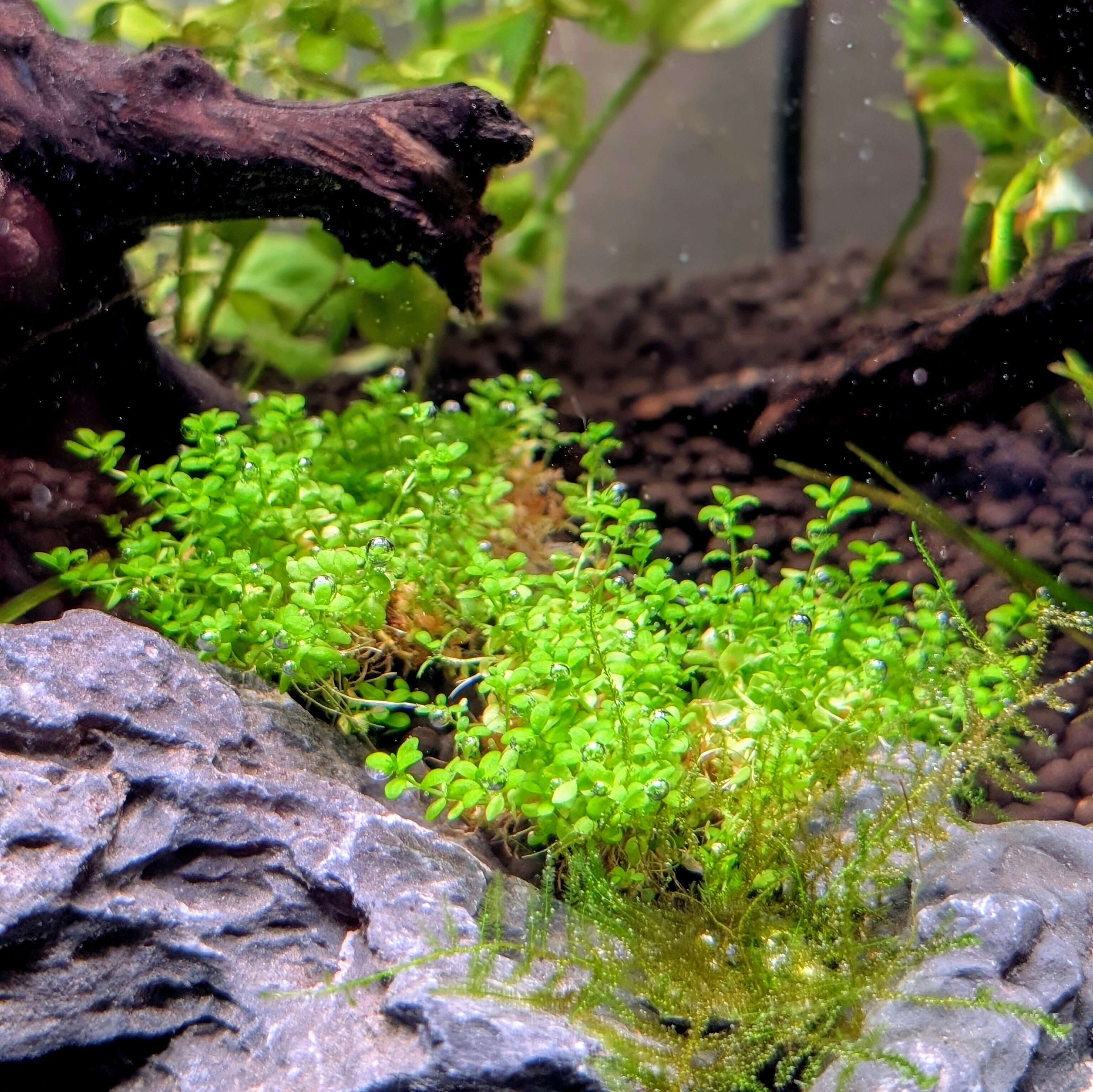 30センチキューブ水槽水草育成セット 🌱【30cmキューブ水槽・成長記録 Week1】ホームセンター水草で気軽に