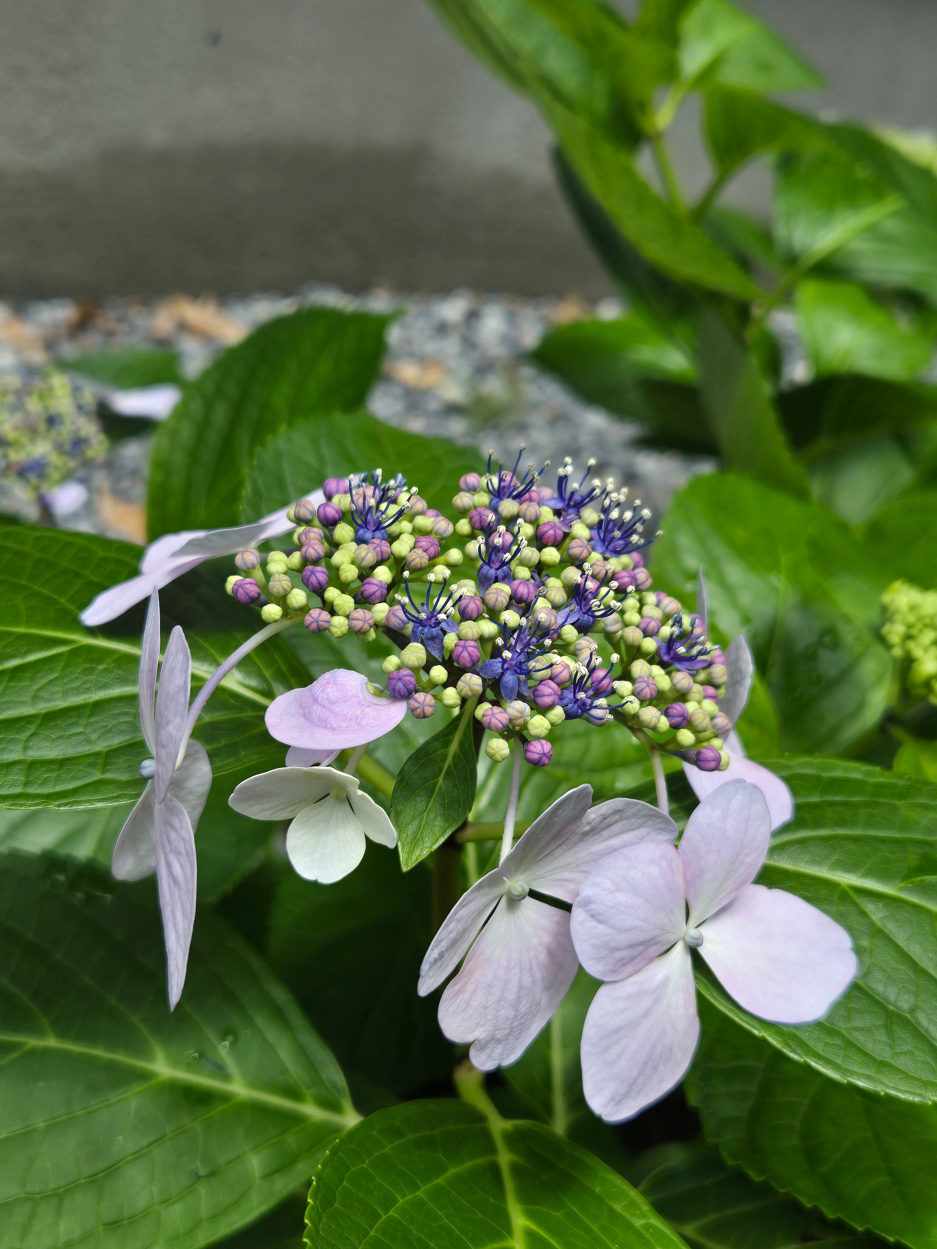 misa　向日葵とお昼寝うさぎ　シーグラス／天然石／夏／花 奈良 岡寺の川のような紫陽花(2024/5) River-like Hydrangeas in