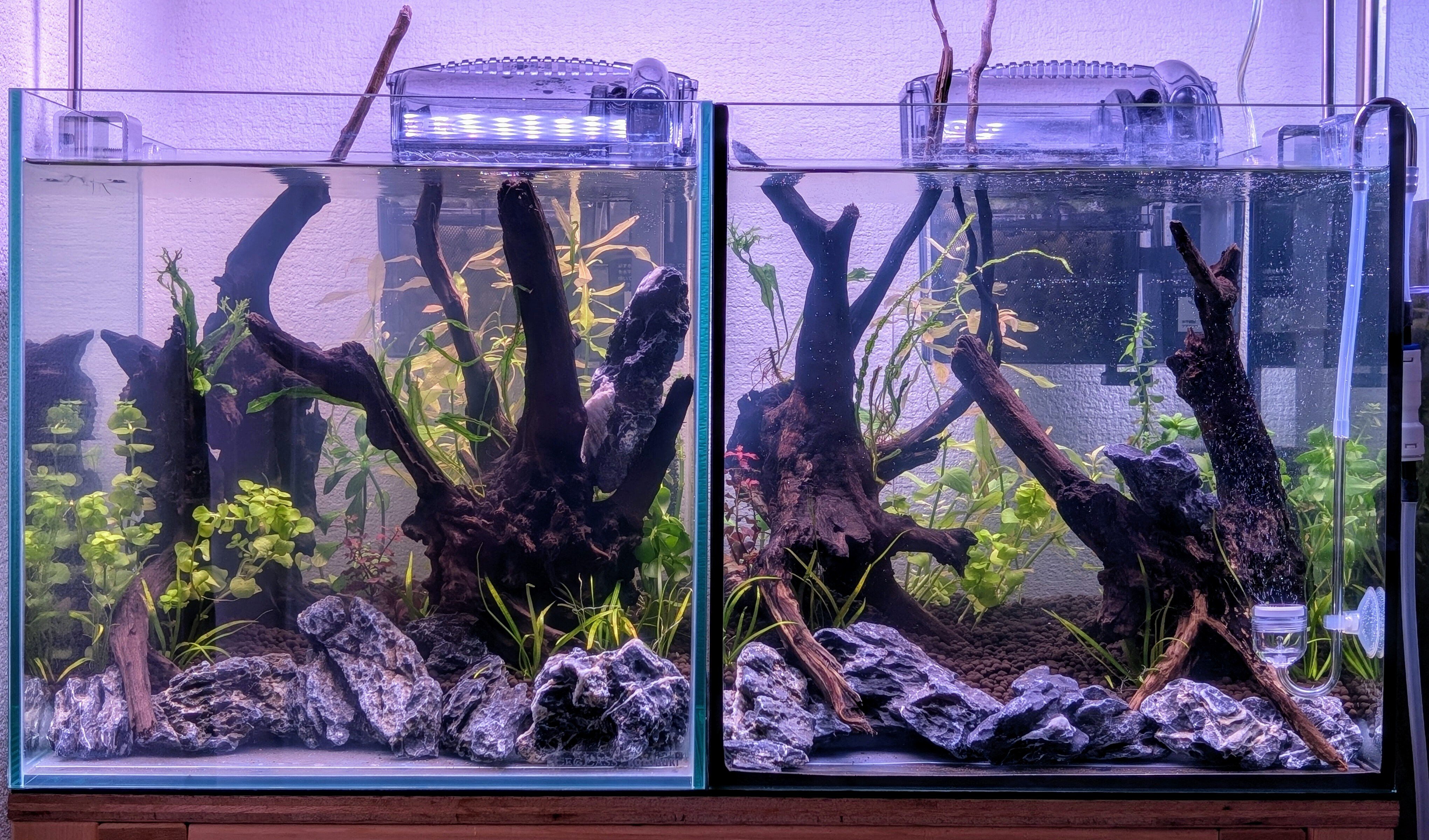 🌱【30cmキューブ水槽・成長記録 Week1】ホームセンター水草で気軽に