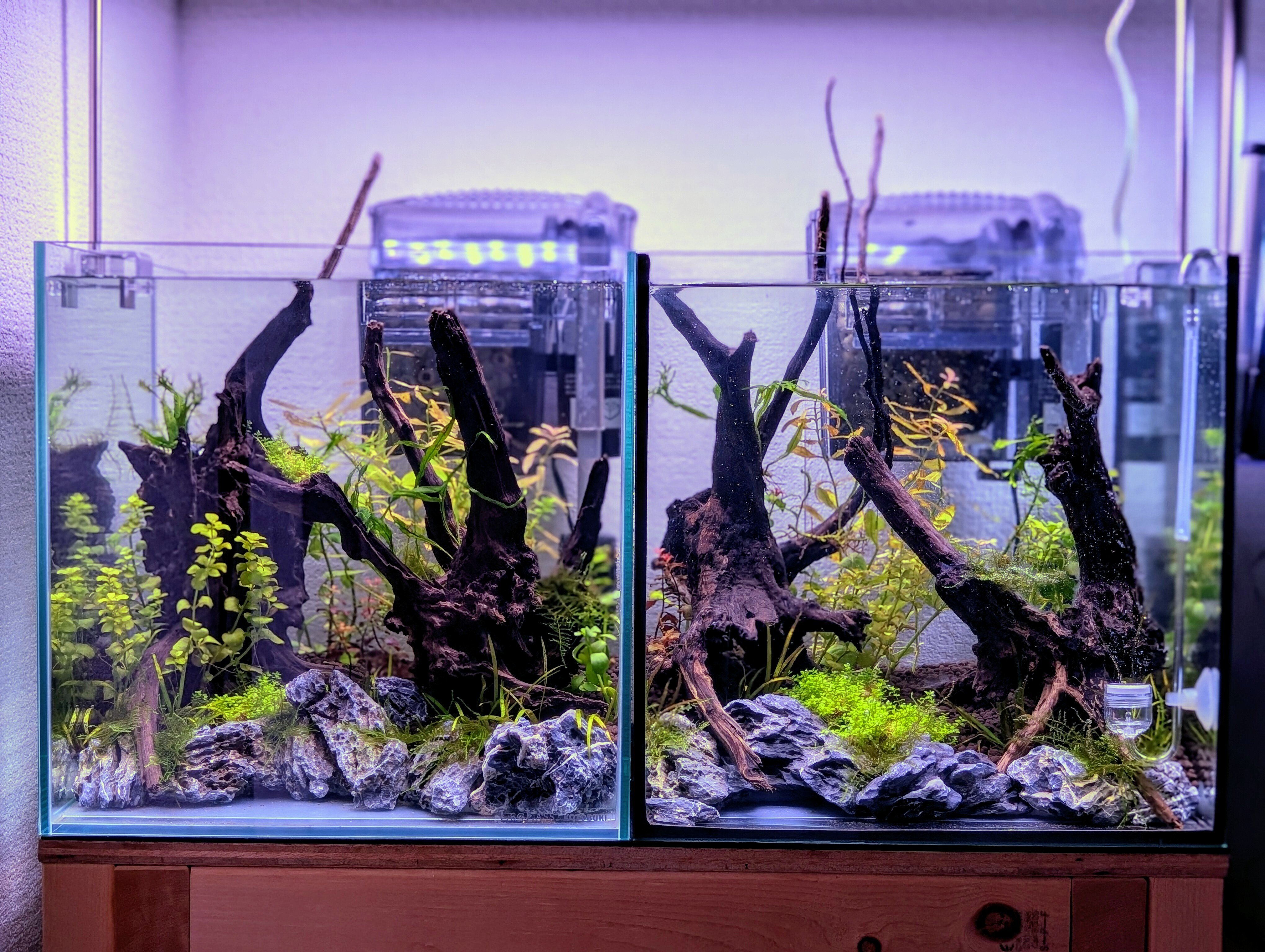 🌱【30cmキューブ水槽・成長記録 Week1】ホームセンター水草で気軽に