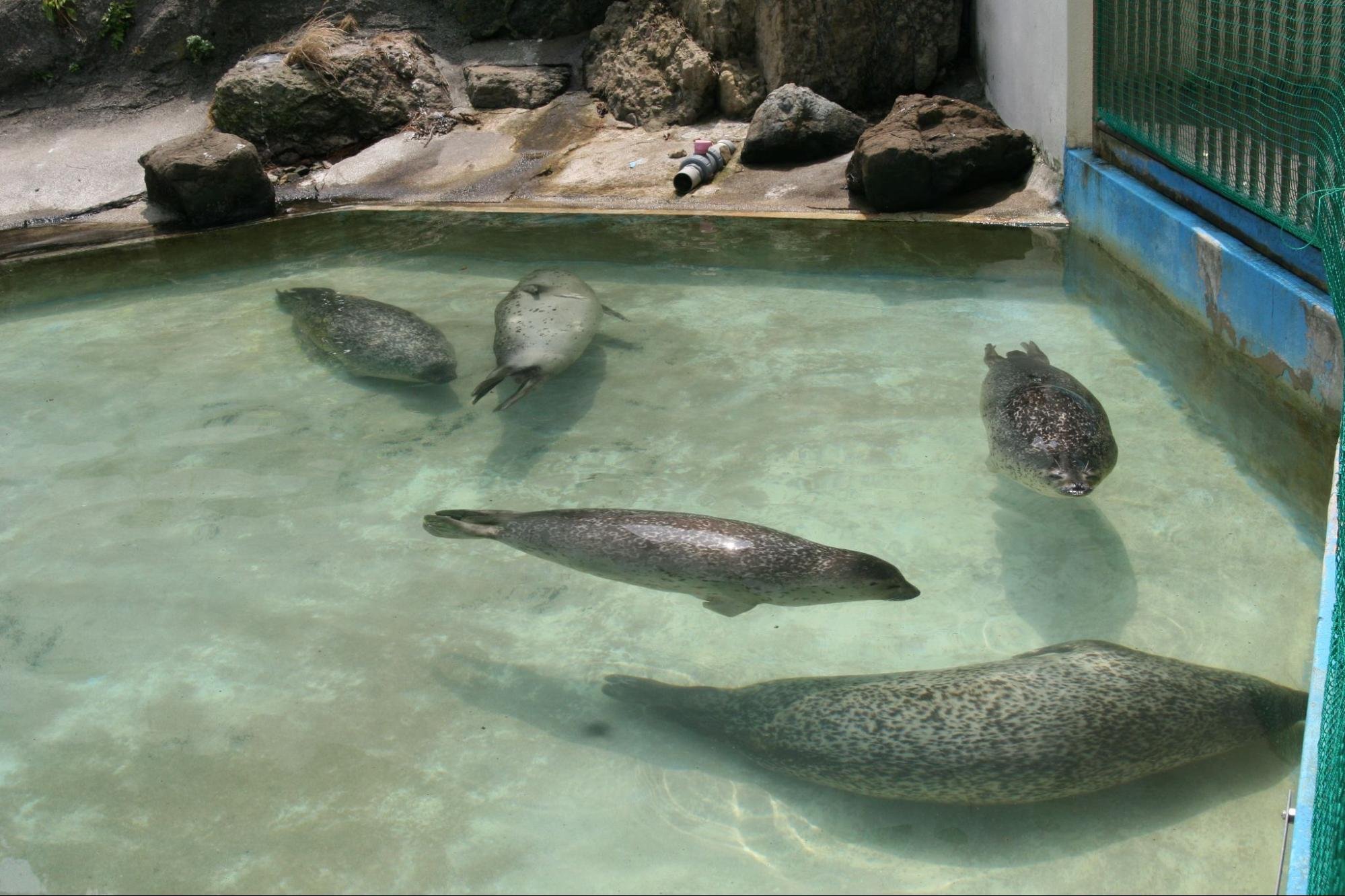 アザラシBOOK』出版記念連載 vol.1】『アザラシBOOK』表紙の美アザラシ