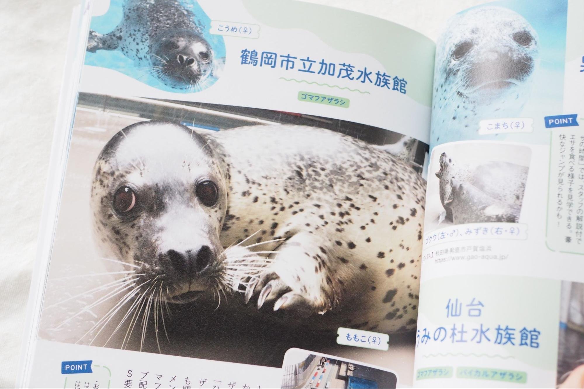 アザラシBOOK』出版記念連載 vol.1】『アザラシBOOK』表紙の美アザラシ