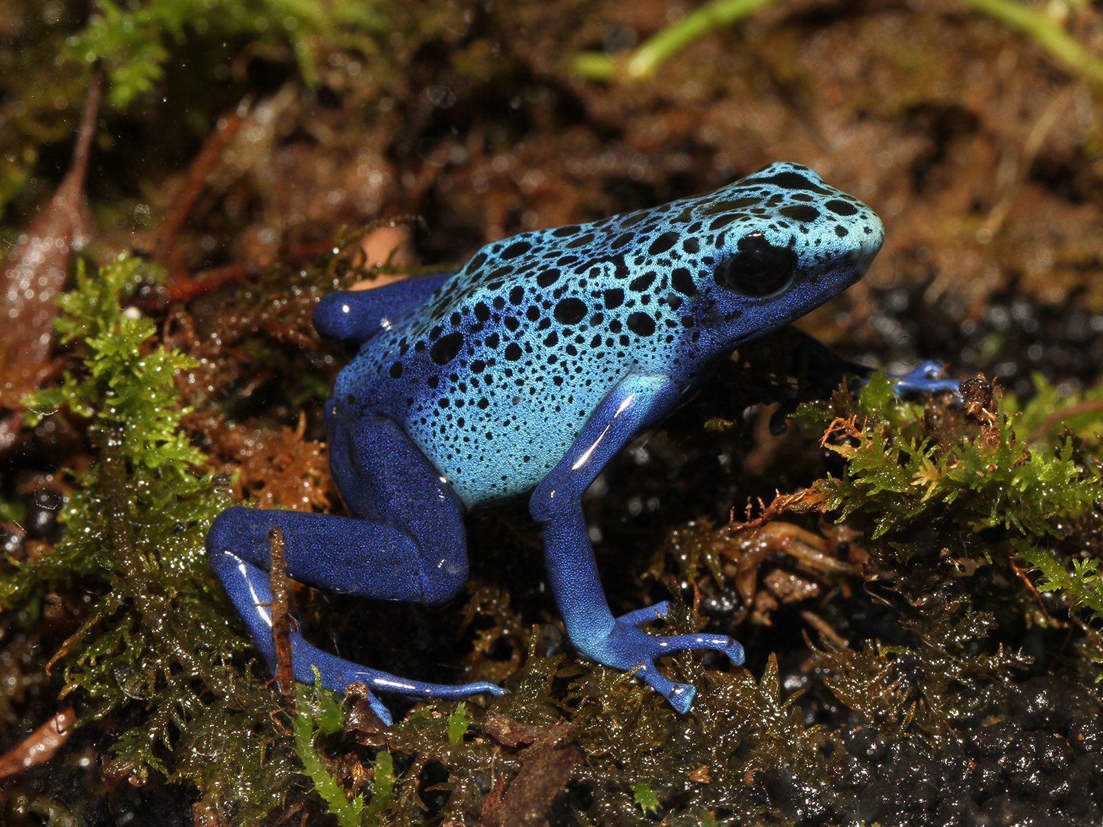 【超希少！】絵　カエル 6月6日はカエルの日！FROGMANのモチーフになったカエルたちをご紹介し