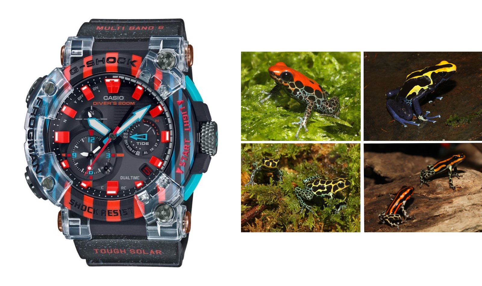 6月6日はカエルの日！FROGMANのモチーフになったカエルたちをご紹介し