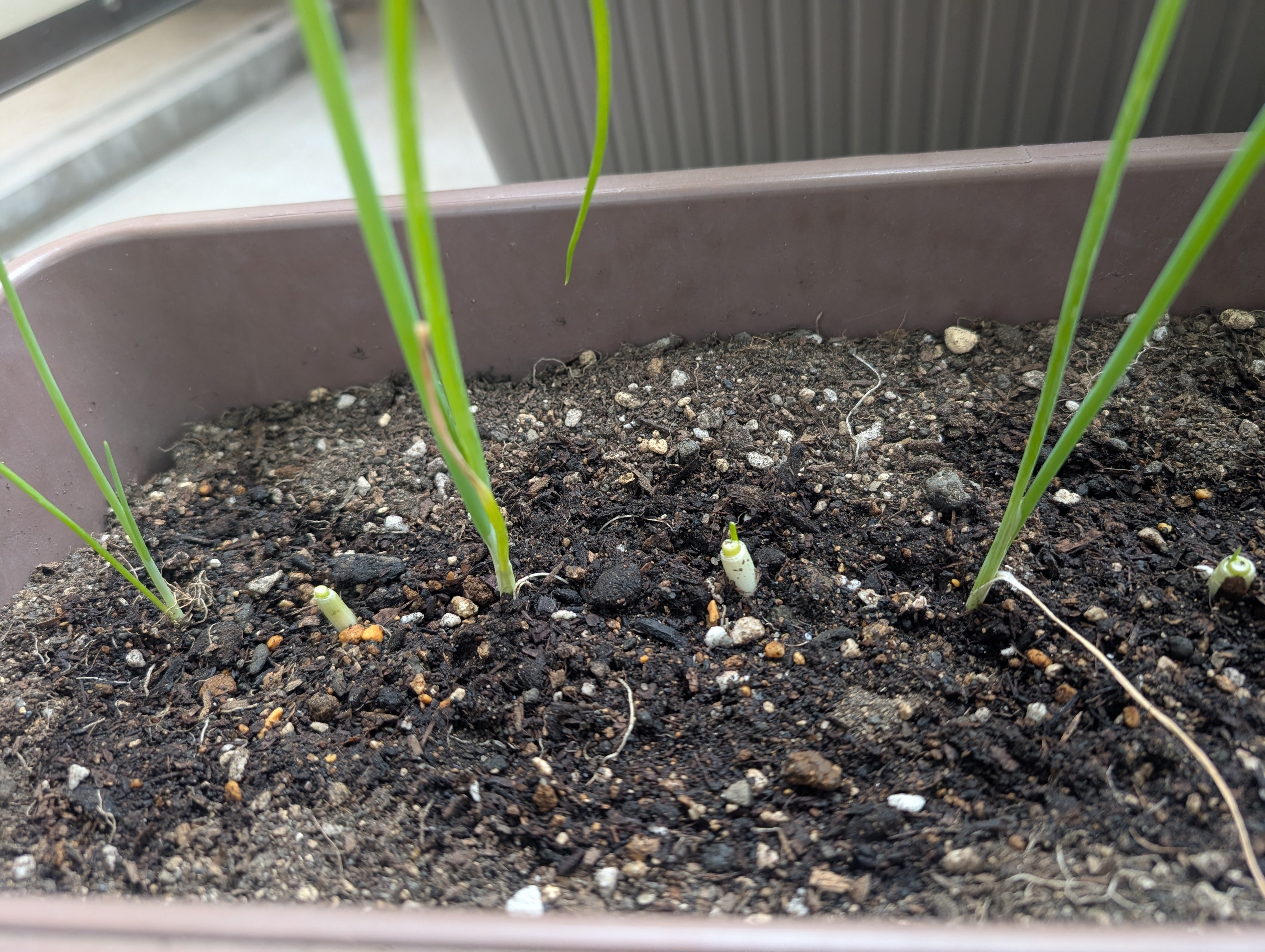 ネギを発芽させたい🌱｜おひさま農園