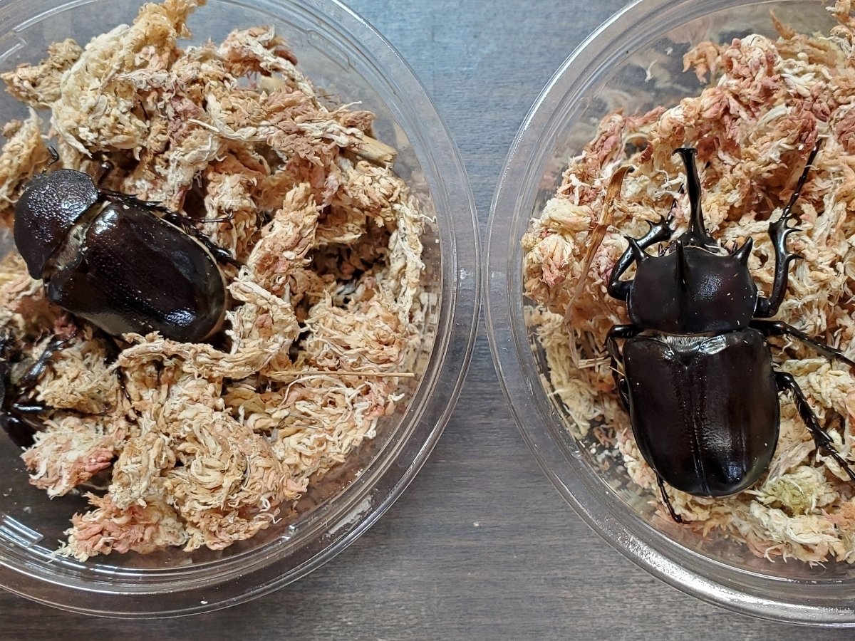 パチェコヒメゾウカブトの飼育記録【2020～2022】｜AKECHI