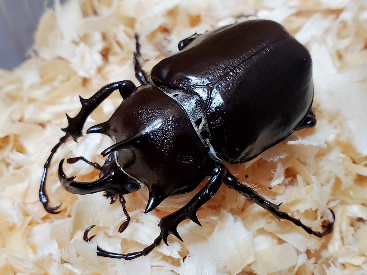 パチェコヒメゾウカブトの飼育記録【2020～2022】｜AKECHI