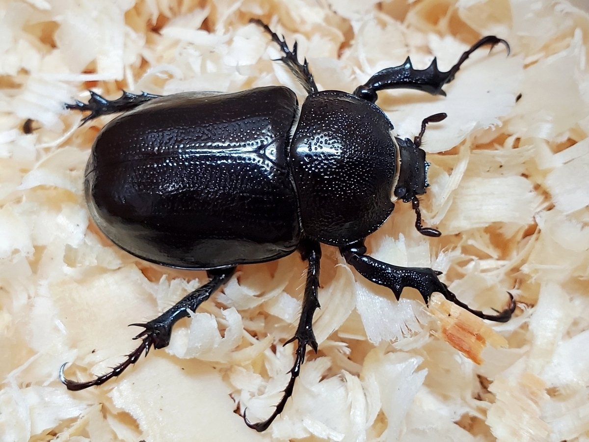 パチェコヒメゾウカブトの飼育記録【2020～2022】｜AKECHI