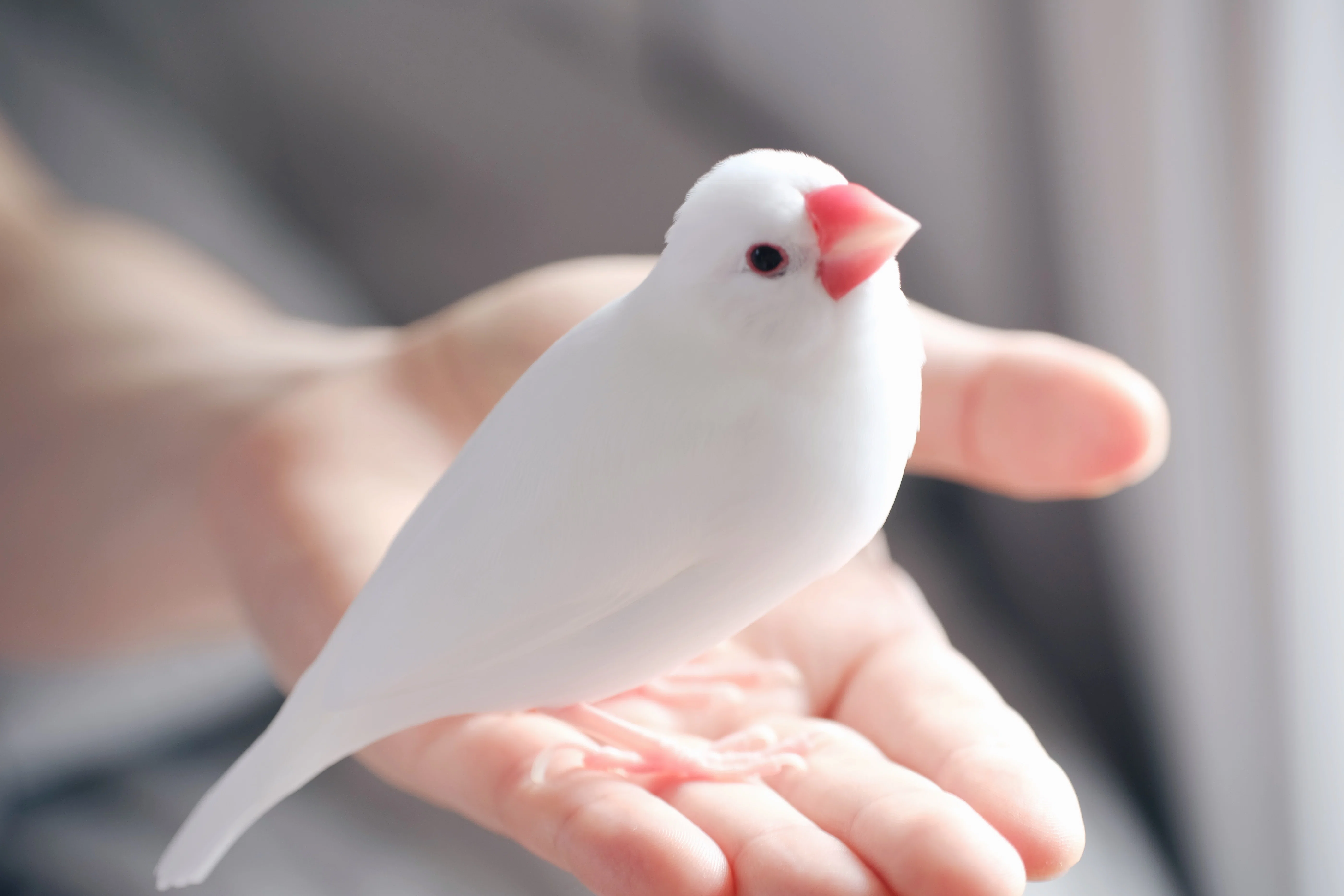 白文鳥は本当に白いのか？｜akane kino
