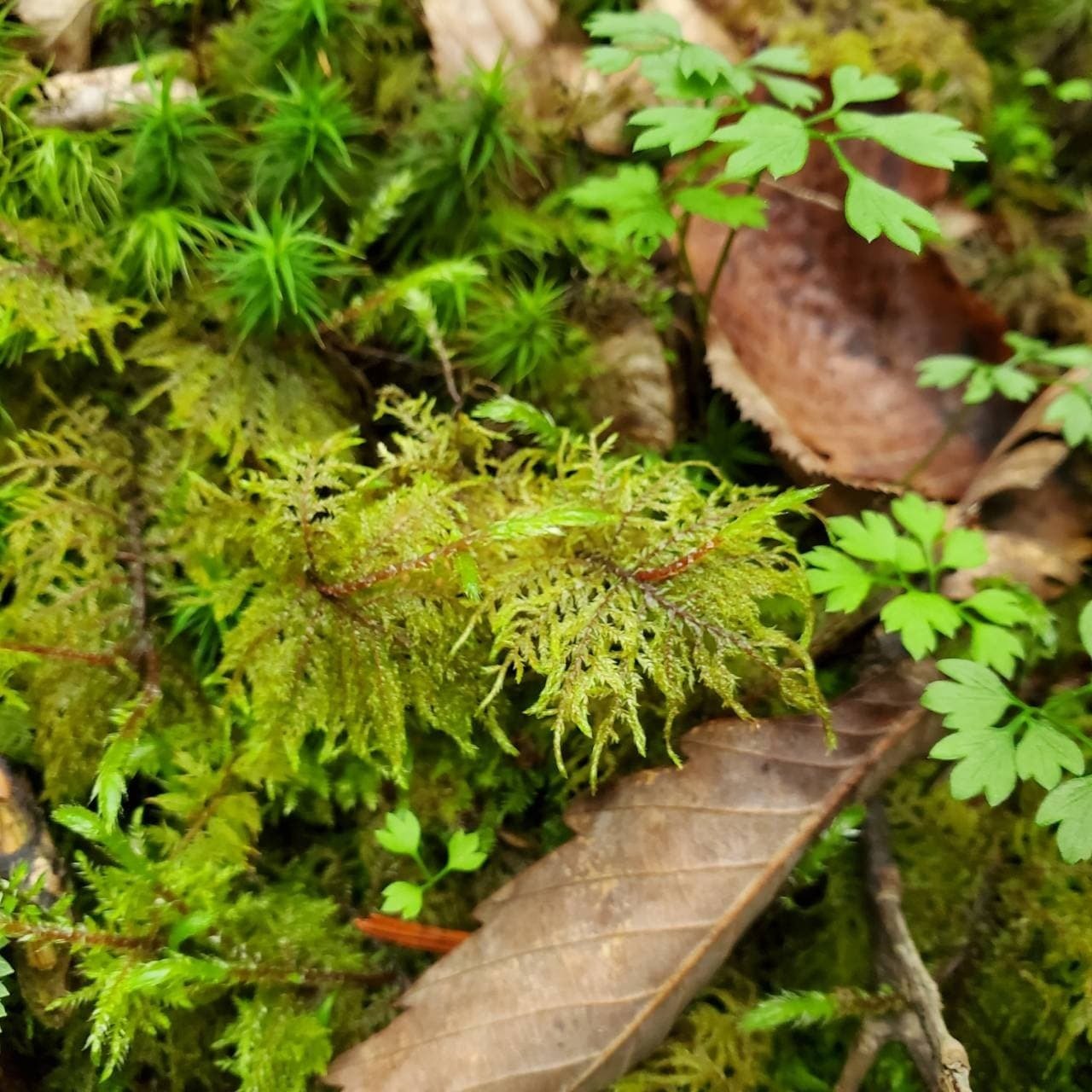 朽木苔 朽木苔 【公式通販】