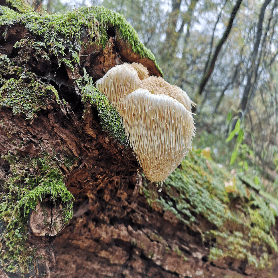合法的なキノコ栽培を心得よ 【ヤマブシタケ】｜ことぶきつかさ