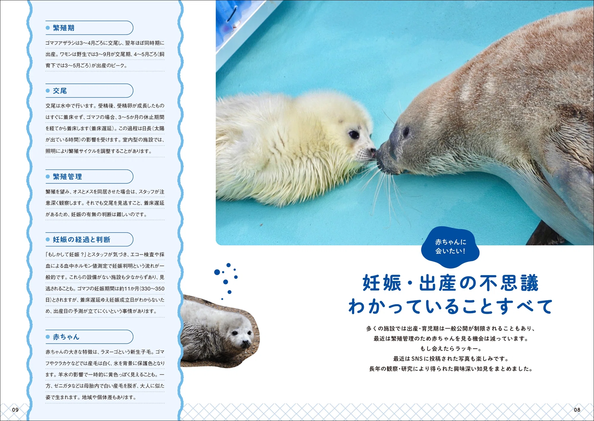 アザラシ足りてますか？】水族館から野生の姿までかわいい写真が満載
