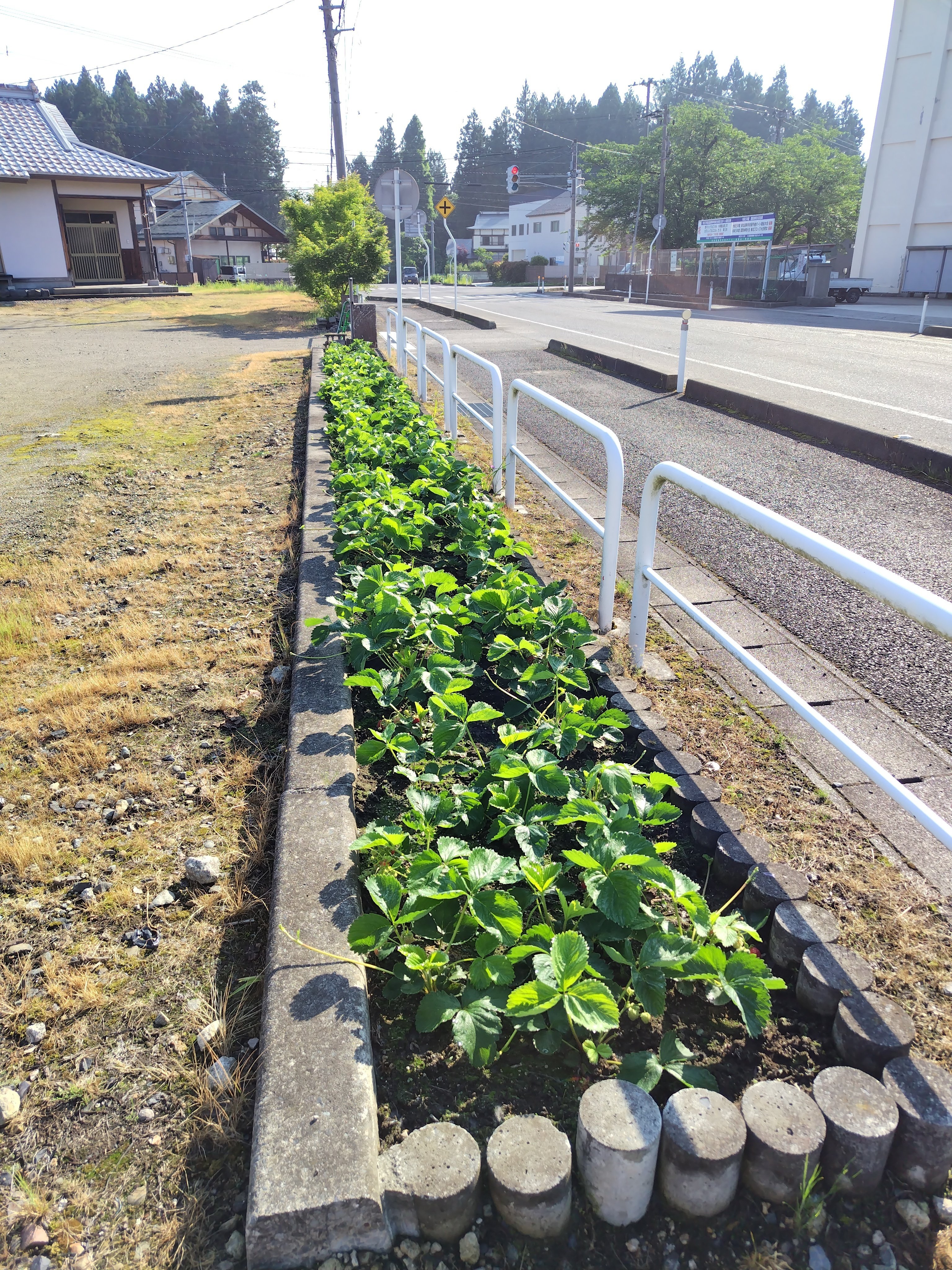 西会津高校 サツマイモ定植体験｜福島県立西会津高校