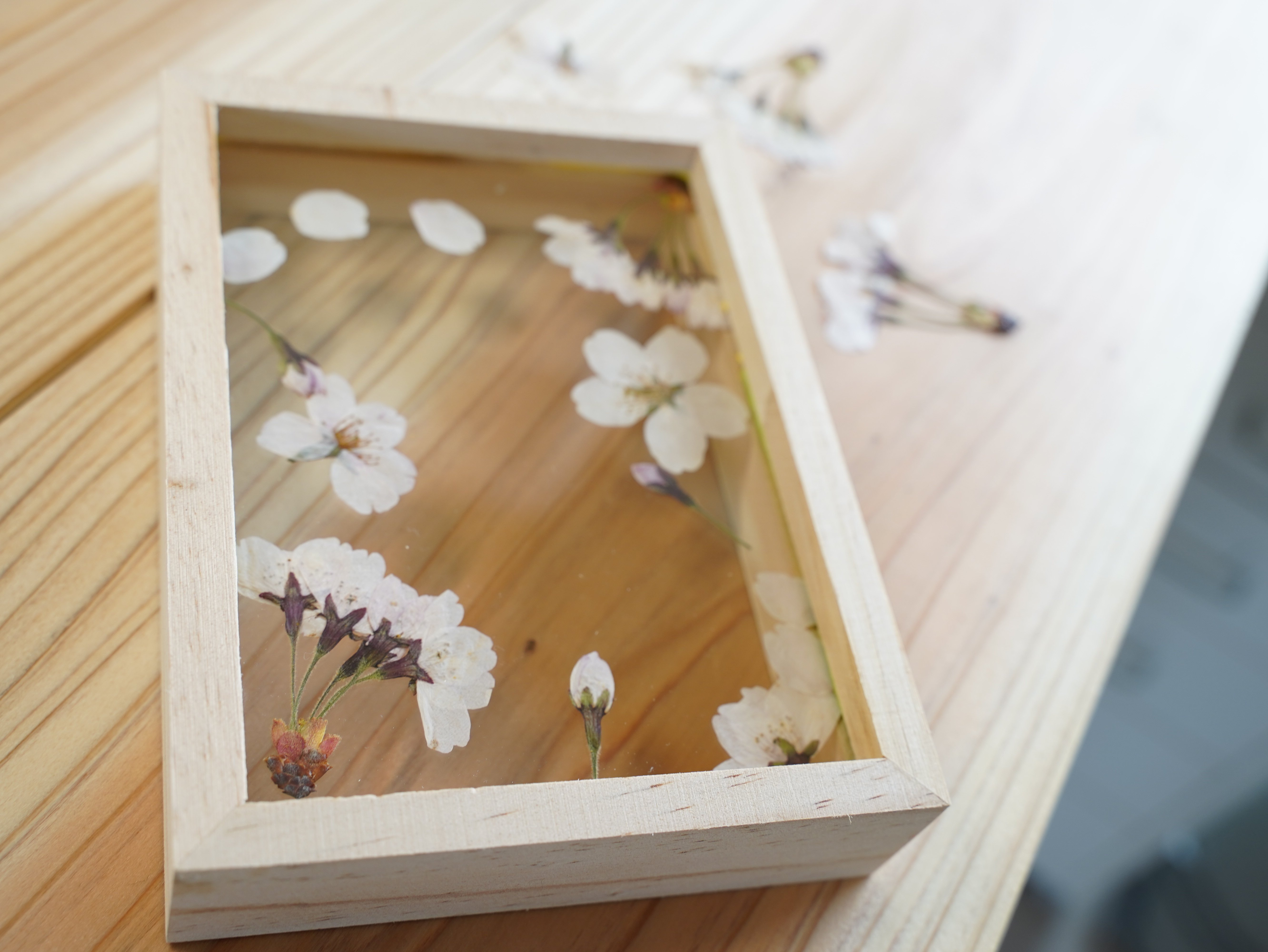 桜の押し花の作り方】100均の写真立てを使ったディスプレイの