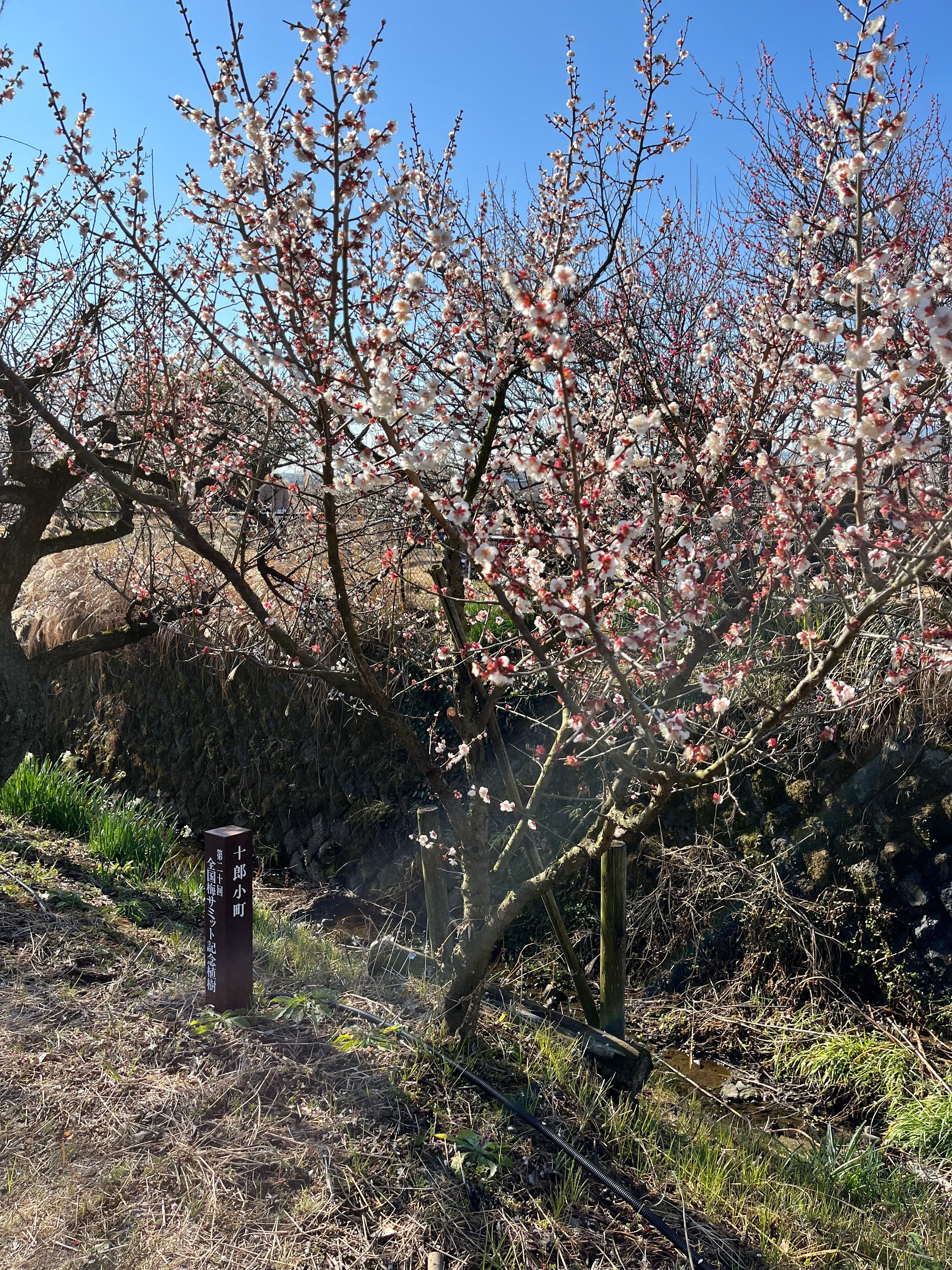 ♥️十郎小町♥️5キロプラスに、、、きれいめいれます　優品秀品ミックス まじりっけなし！梅干に最適！『十郎小町』1kg 自然栽培の梅