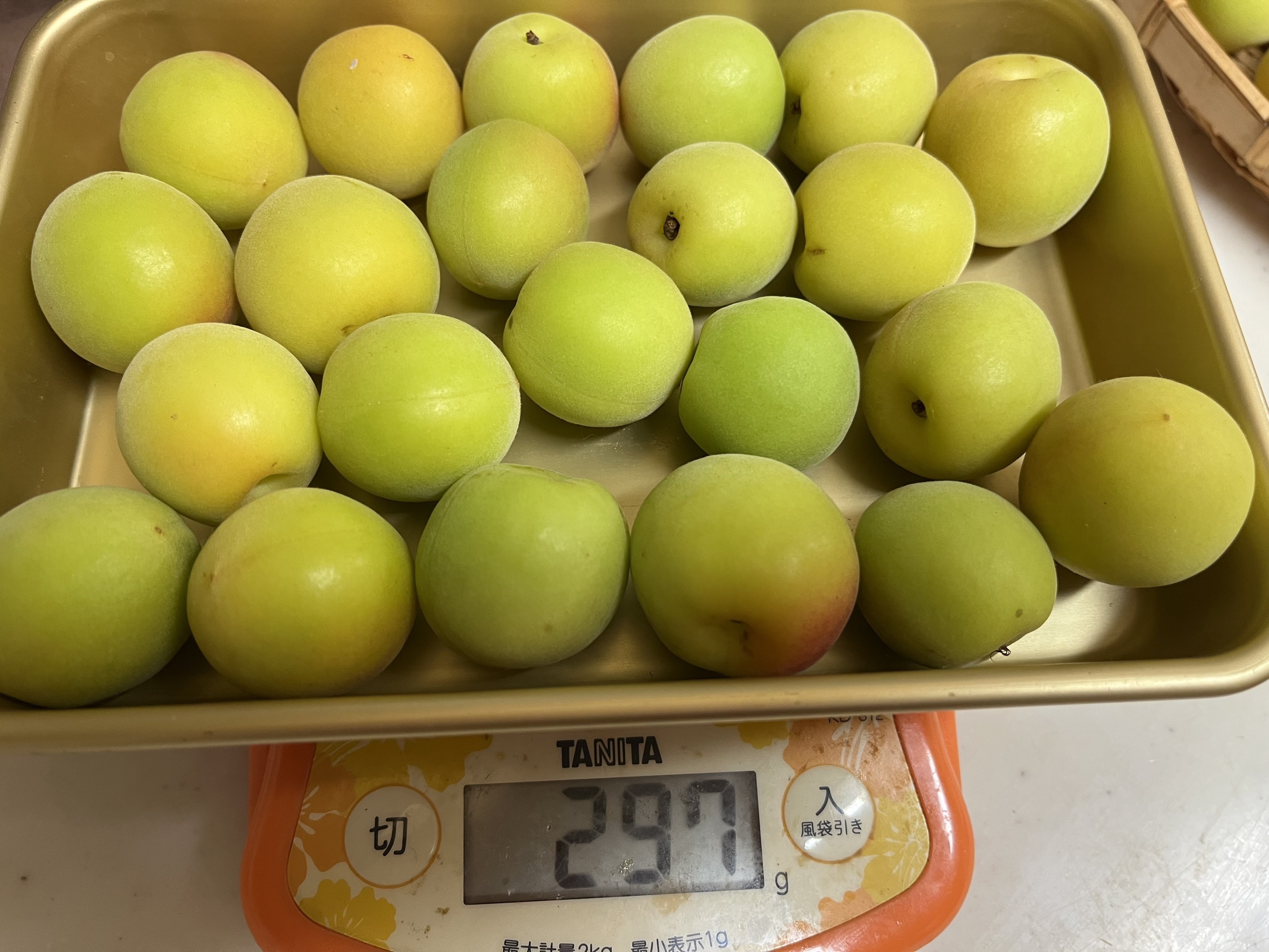 はじめての十郎小町（十郎梅の中粒改良品種）で梅干し（塩分12