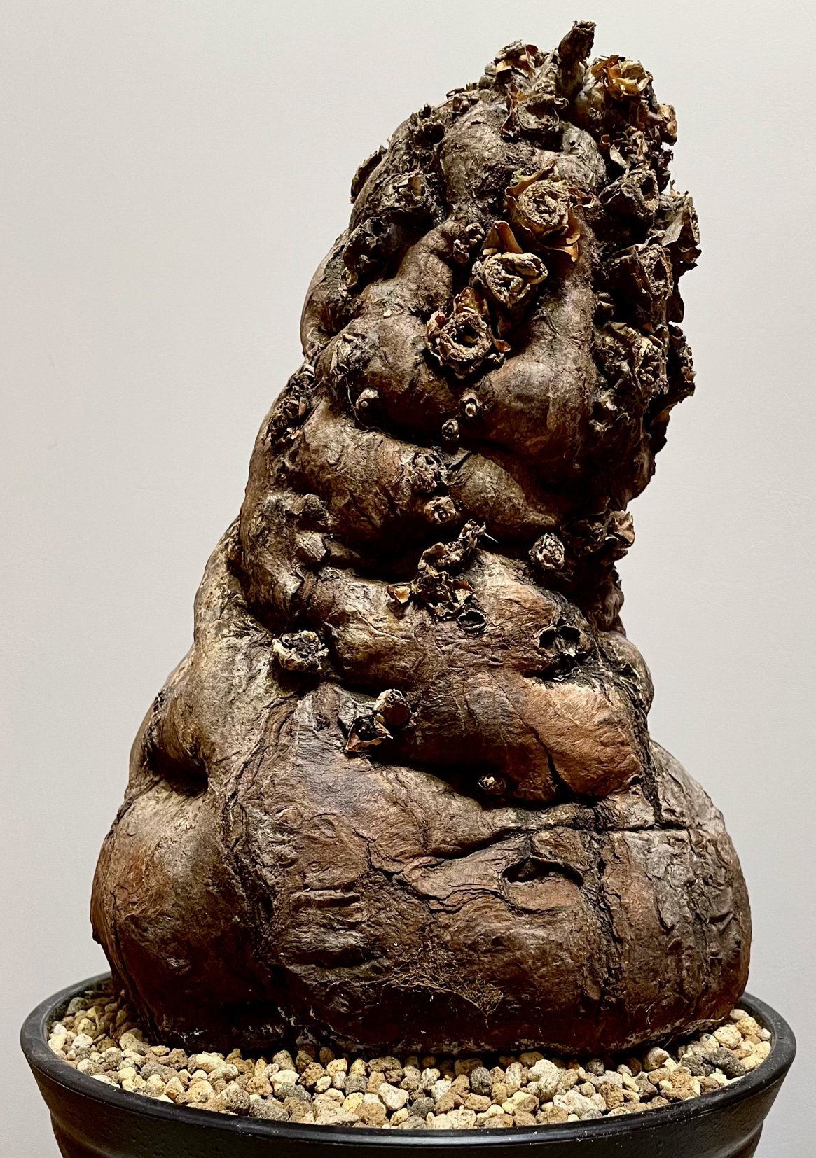 ムランジーナと暮らす。 BOOT KRUSH #1｜足立 拓人