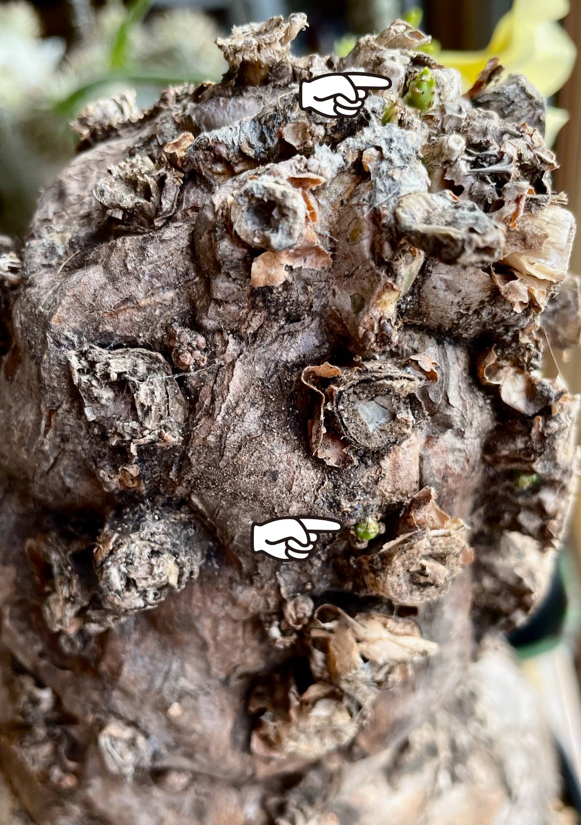 ムランジーナと暮らす。 BOOT KRUSH #1｜足立 拓人