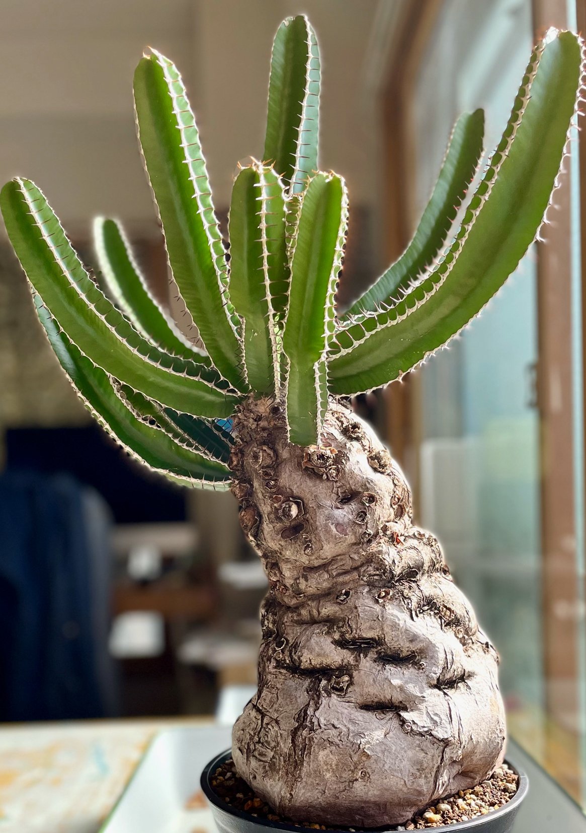 ムランジーナと暮らす。 BOOT KRUSH #1｜足立 拓人