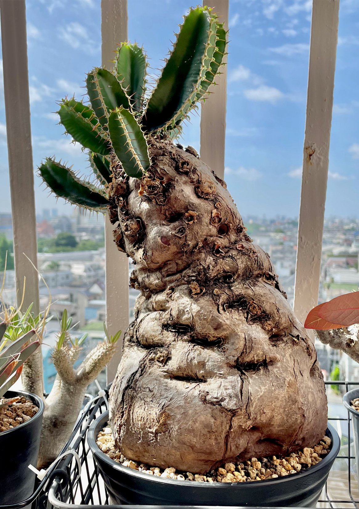 Plants by Groundさま　ムランジーナ ようやく、 3株目にして ようやく発根させられたムランジーナ