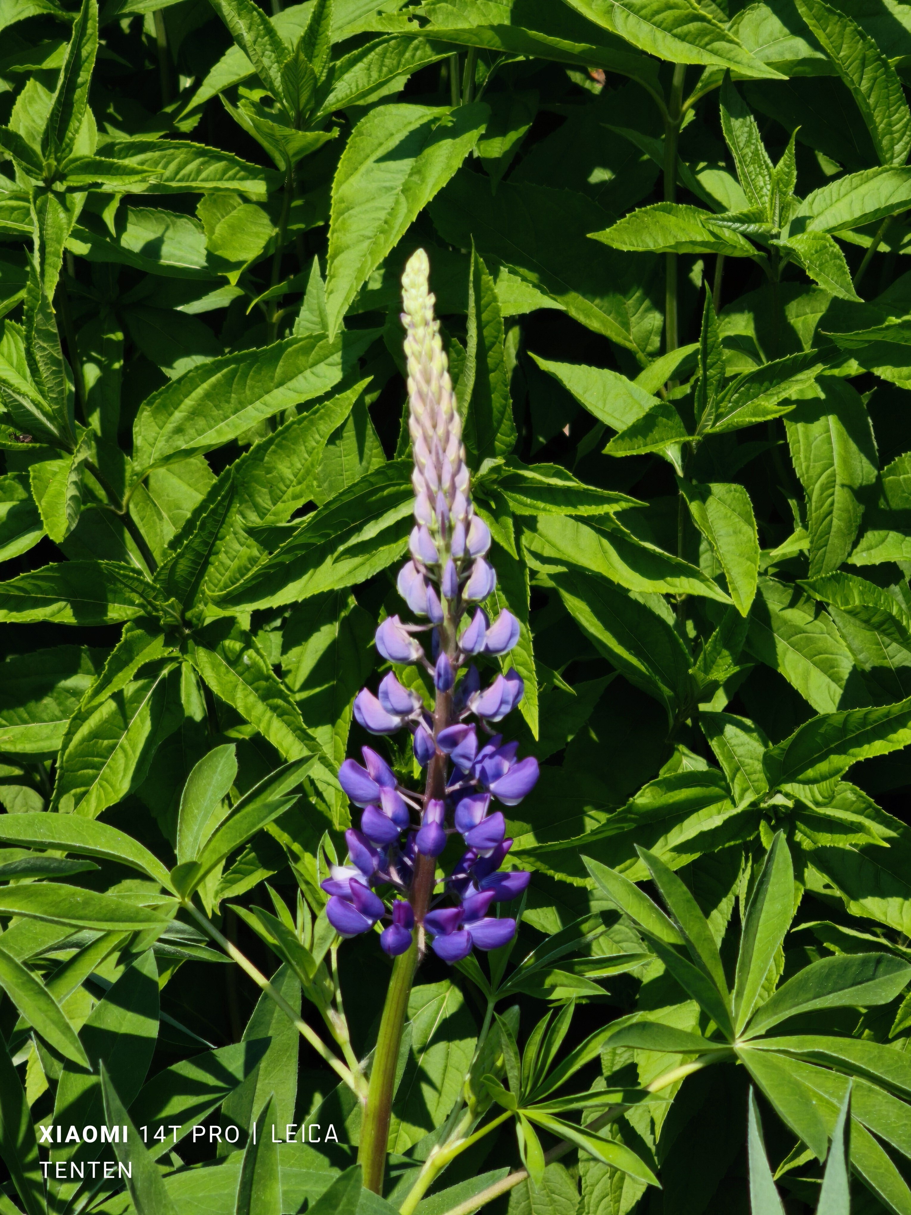 百合が原公園花巡り～いろいろな花編～（2025年6月1日