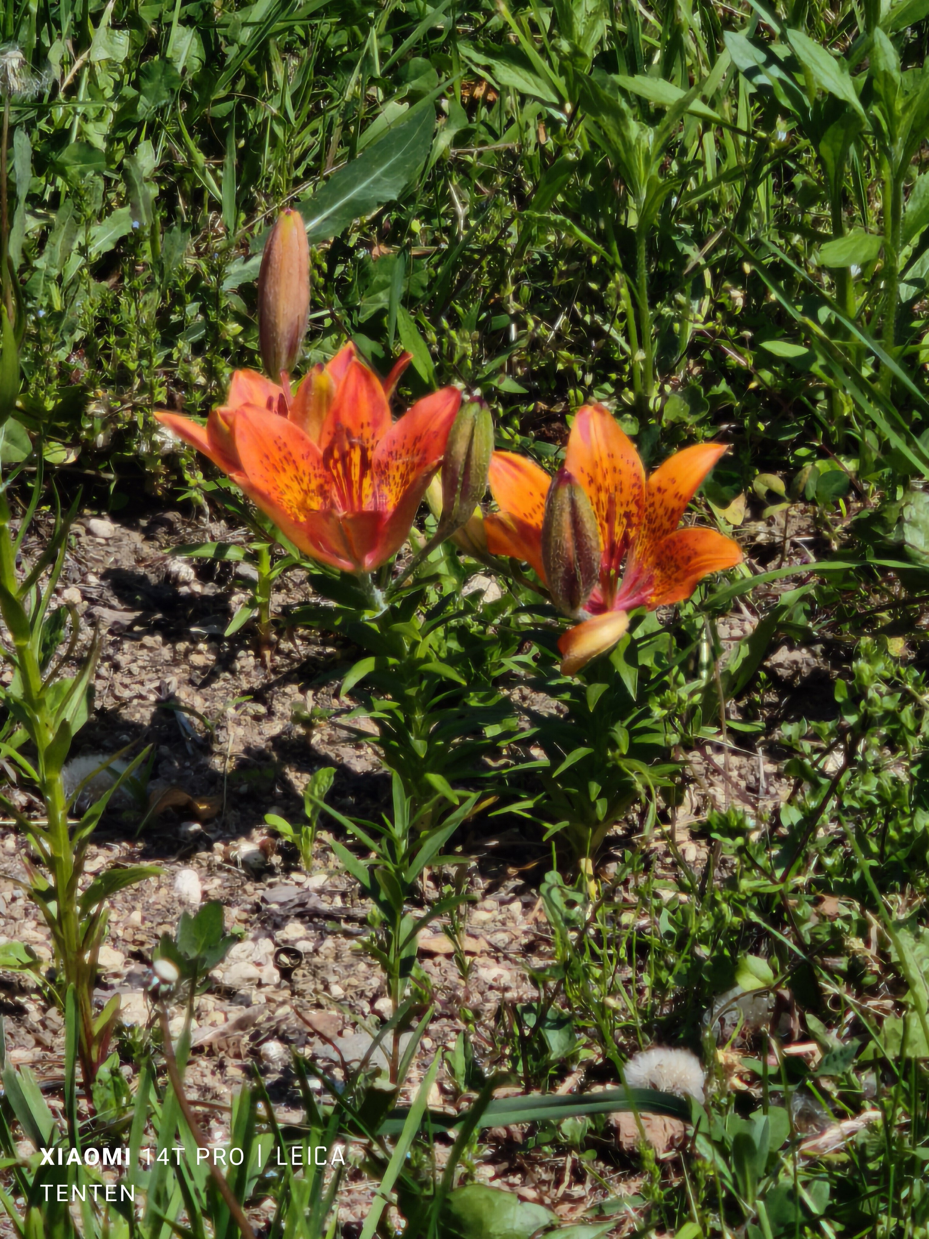 百合が原公園花巡り～いろいろな花編～（2025年6月1日）｜てんてん
