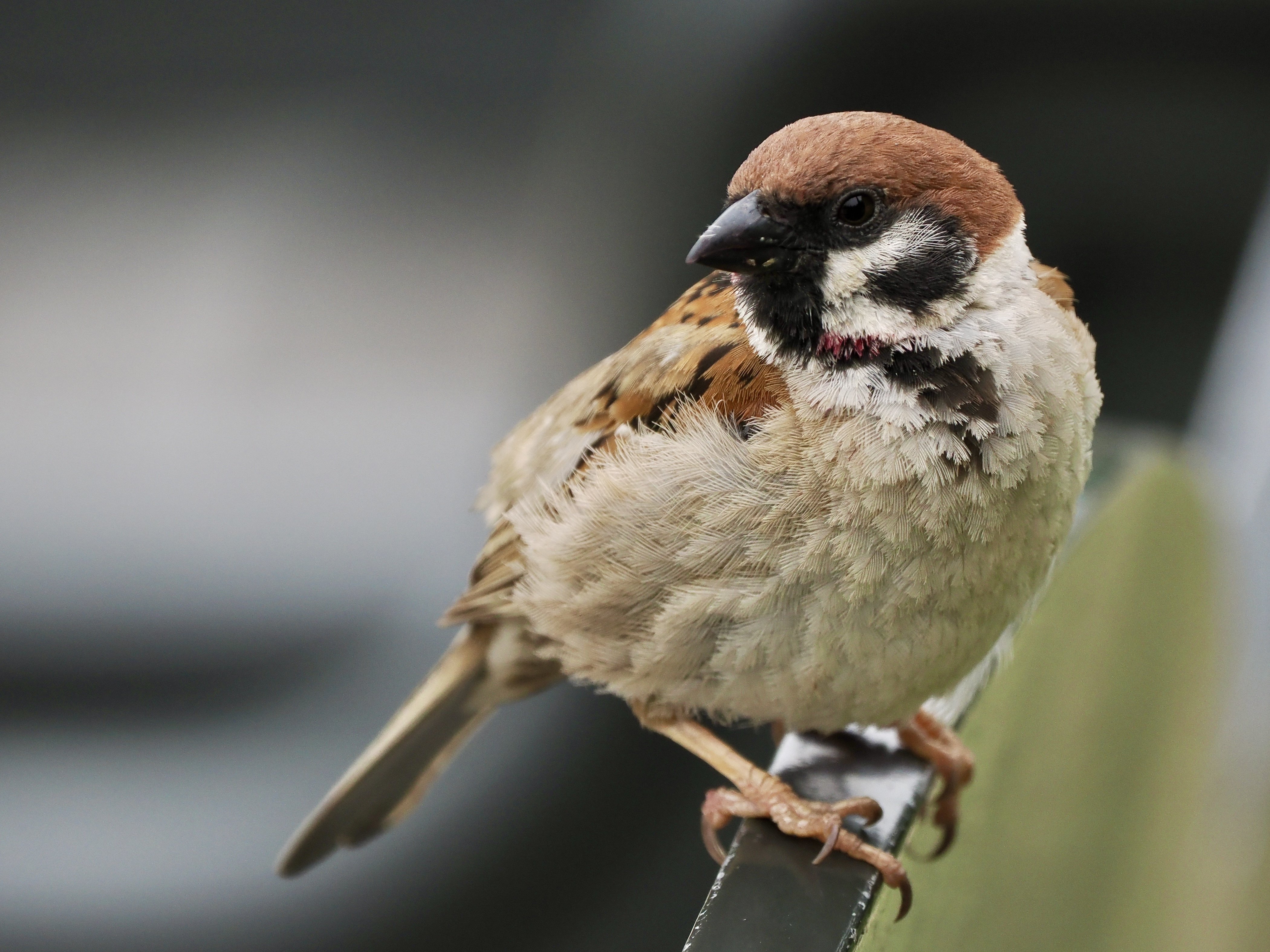 コゲラの安定の可愛さに癒された野鳥撮影in大阪（OM SYSTEM OM-1 Mark