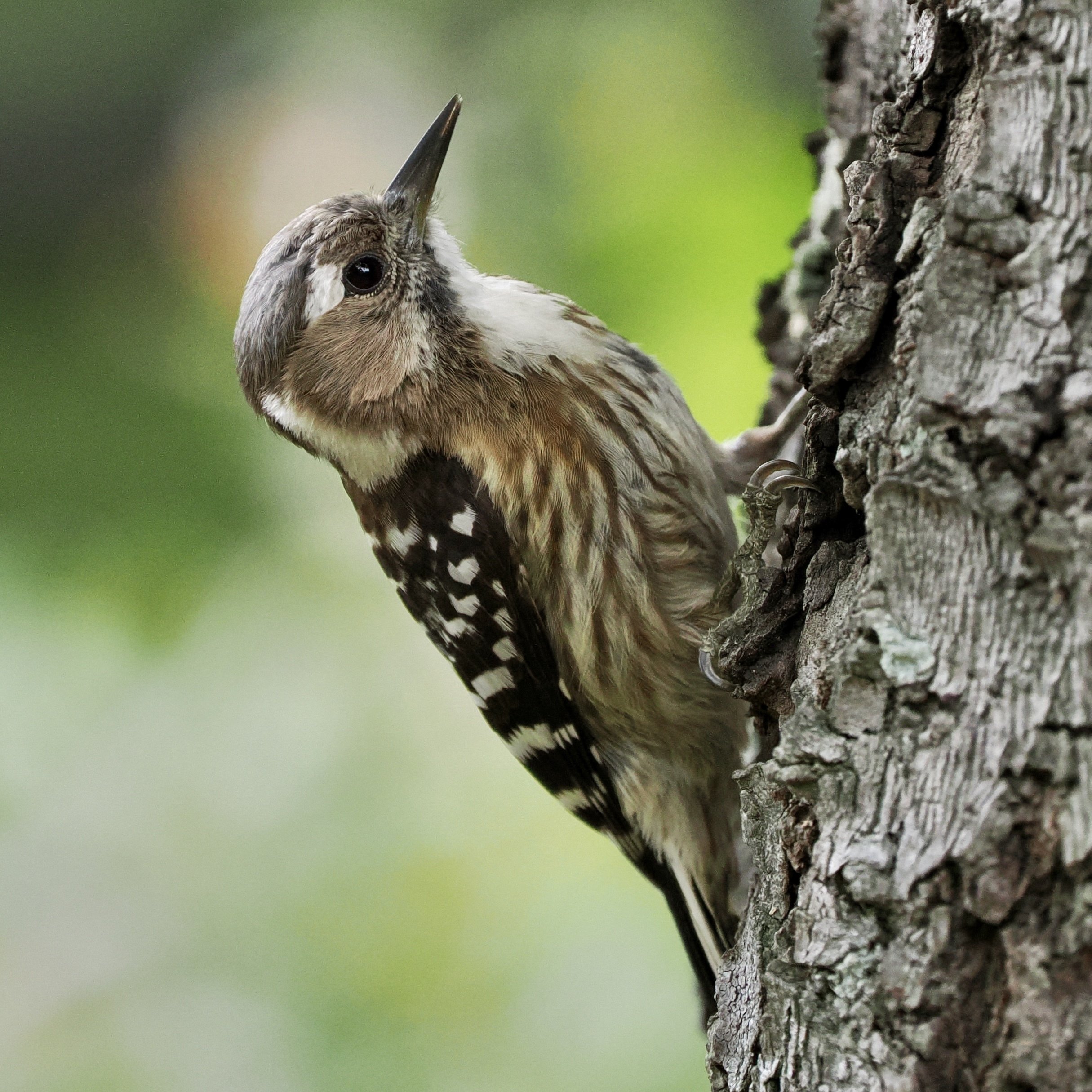 コゲラの安定の可愛さに癒された野鳥撮影in大阪（OM SYSTEM OM-1