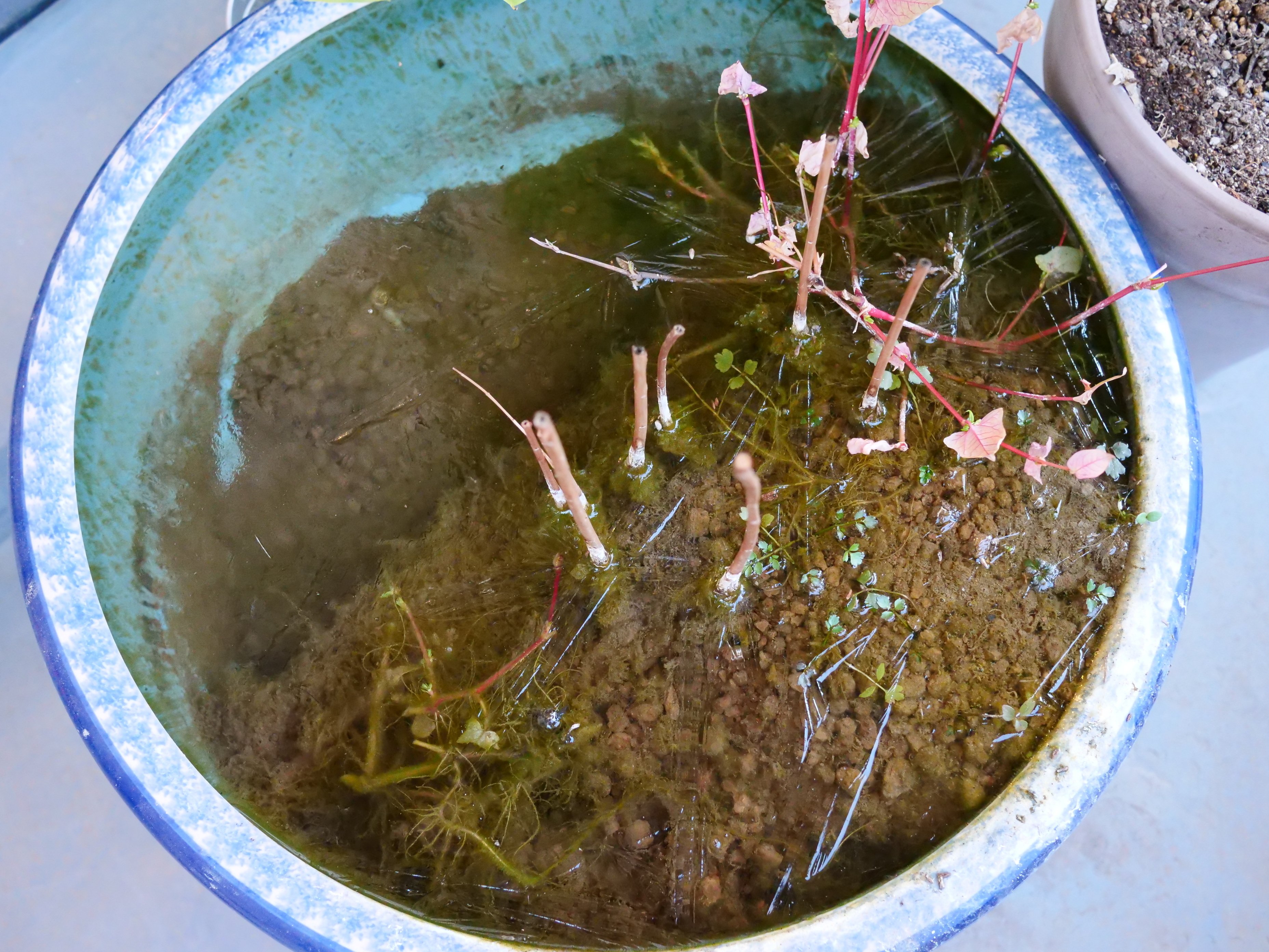 まとめ】メダカのベランダビオトープ 3年間の管理のすべて｜ワタナベ