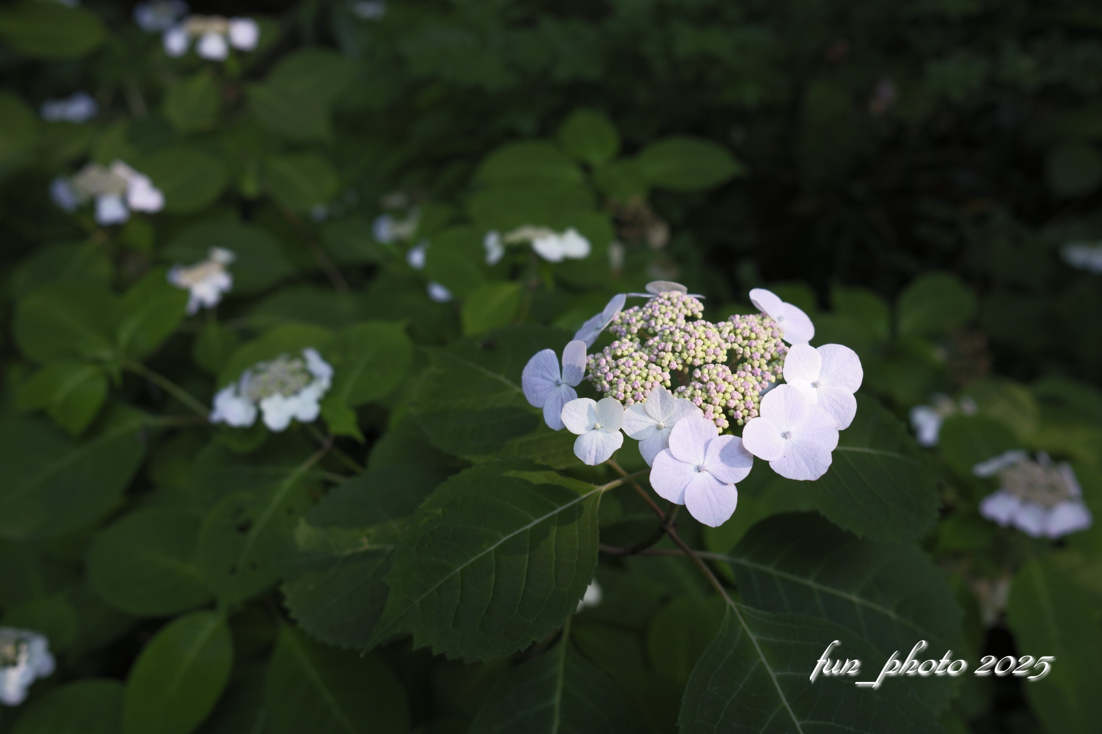 X-T5 XF23mmF2 R WR GALLERY 紫陽花｜fun_photo