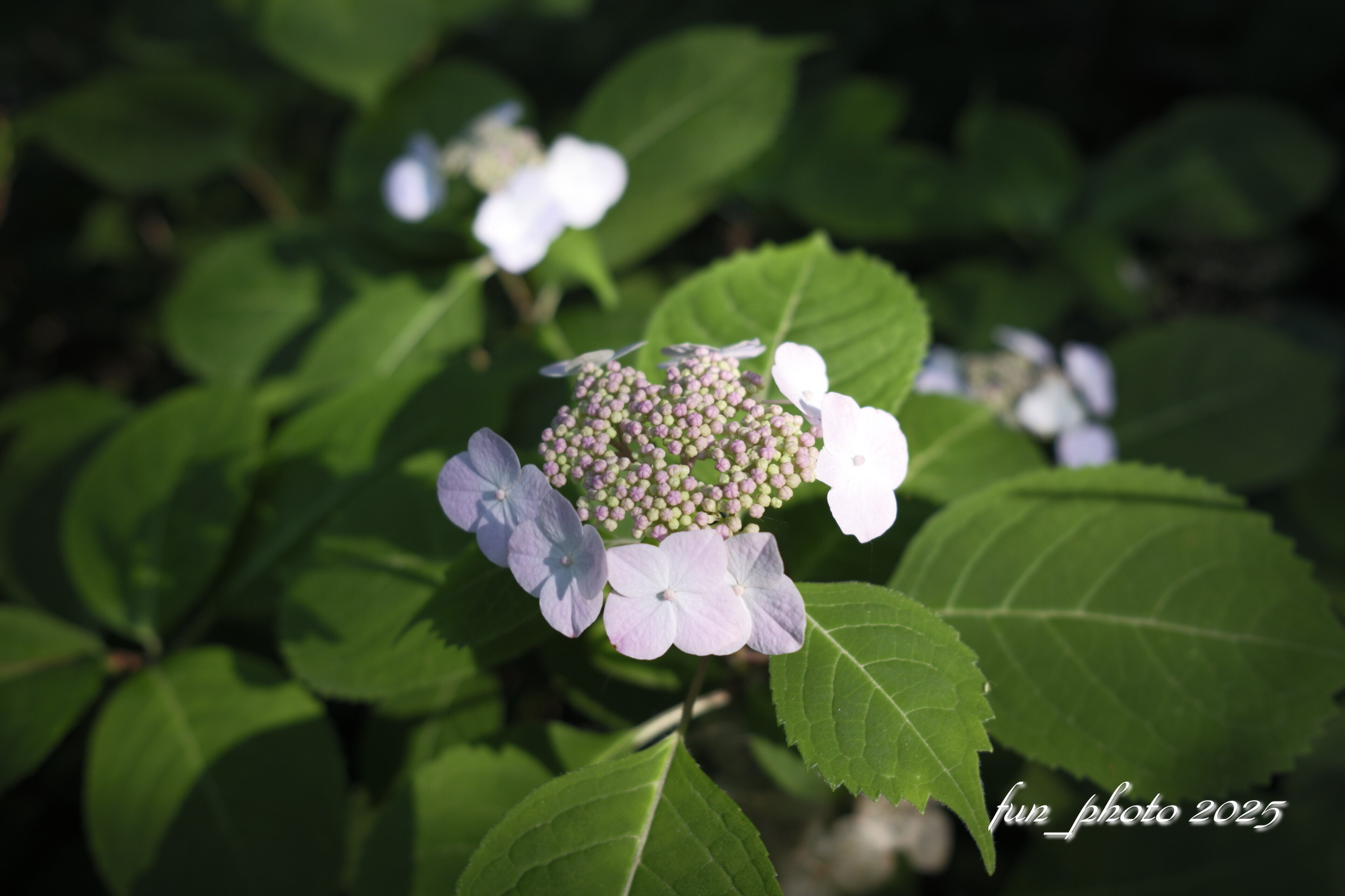 X-T5 XF23mmF2 R WR GALLERY 紫陽花｜fun_photo