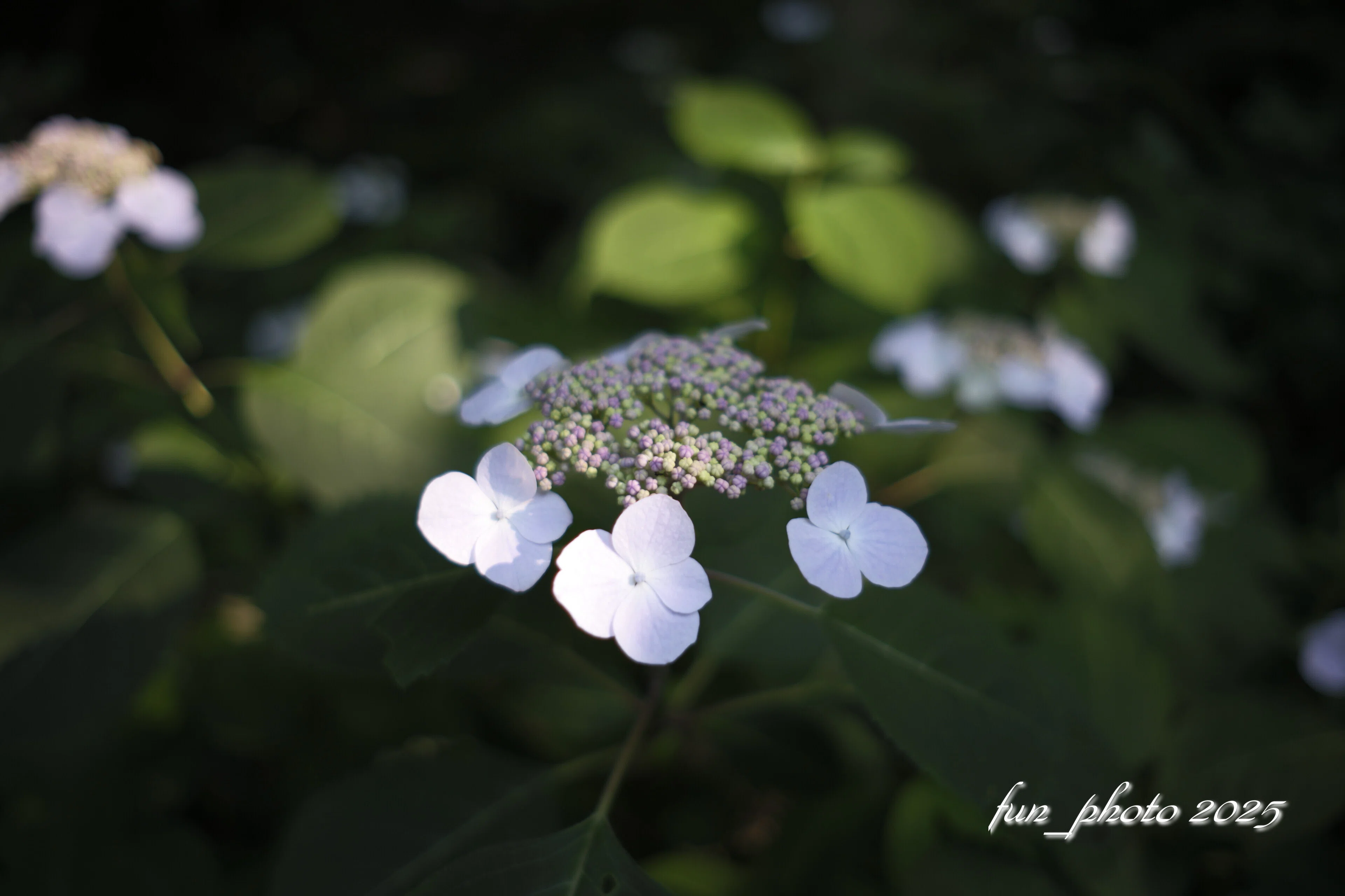 X-T5 XF23mmF2 R WR GALLERY 紫陽花｜fun_photo